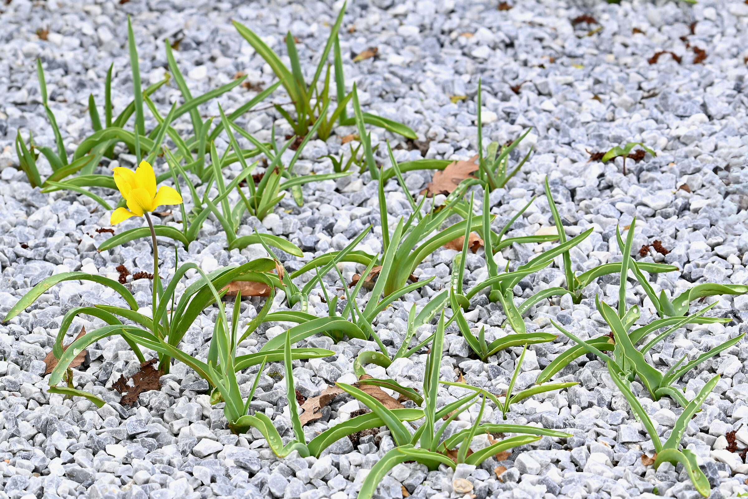 Flowers on the rocks