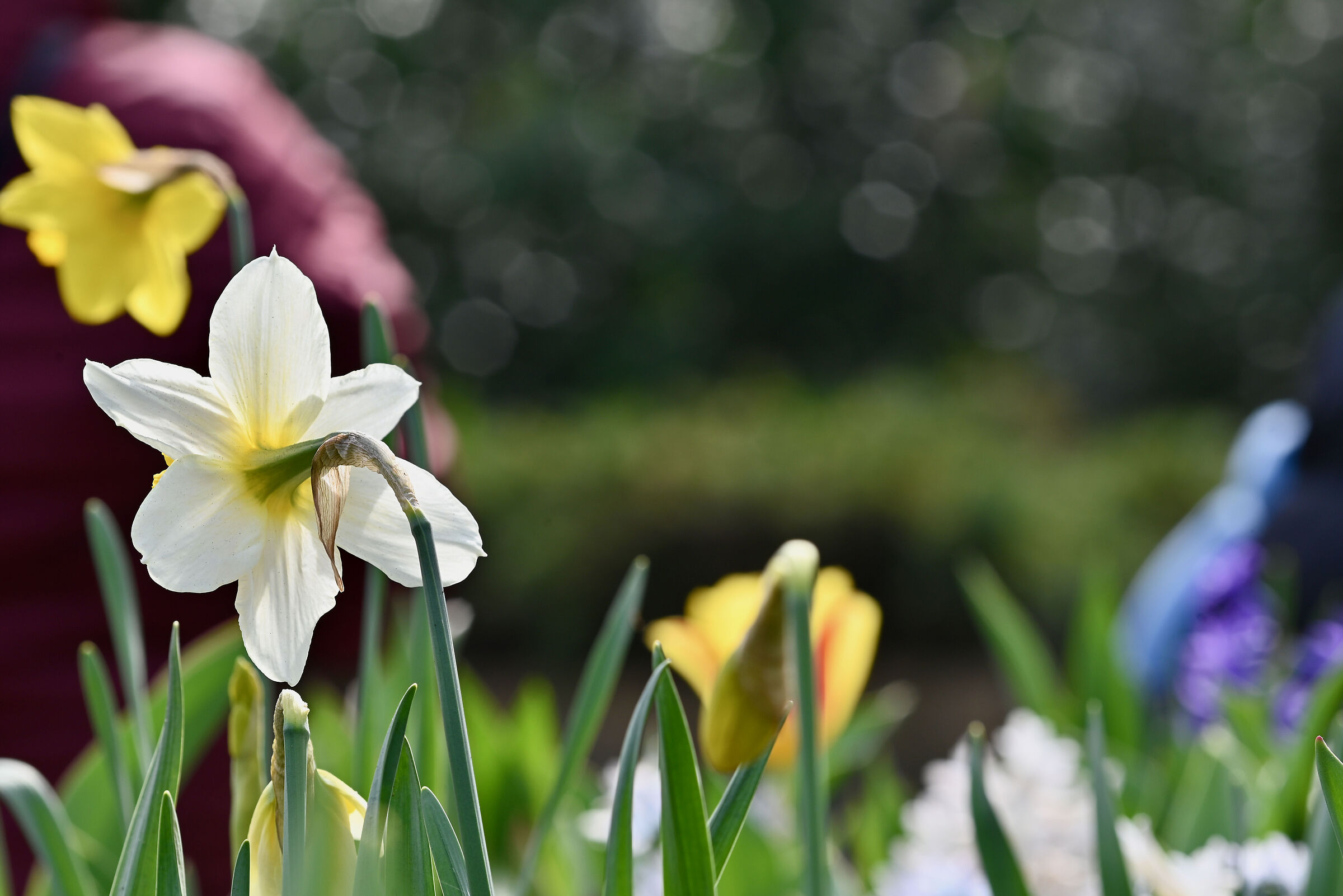 the shy Daffodil