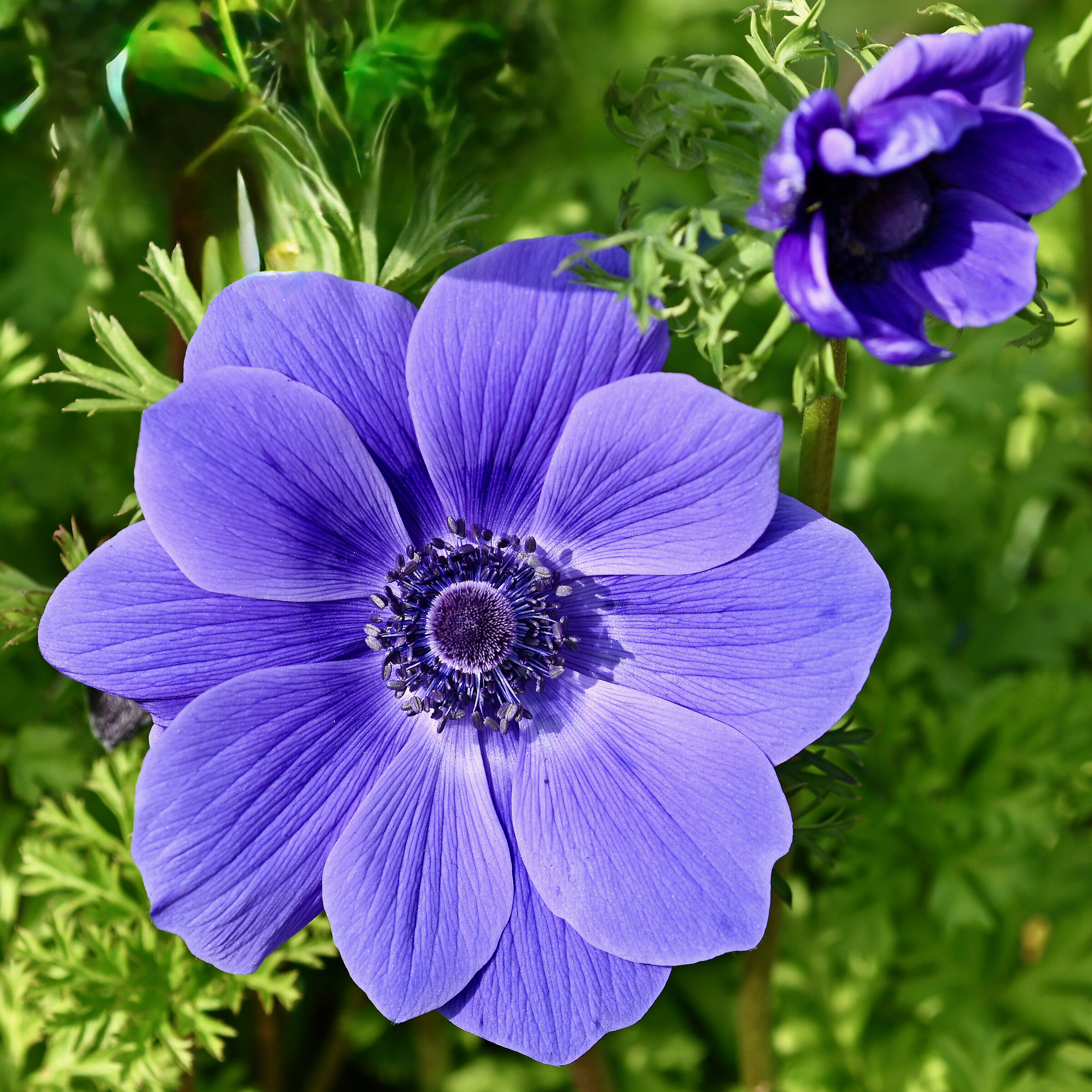 Anemone