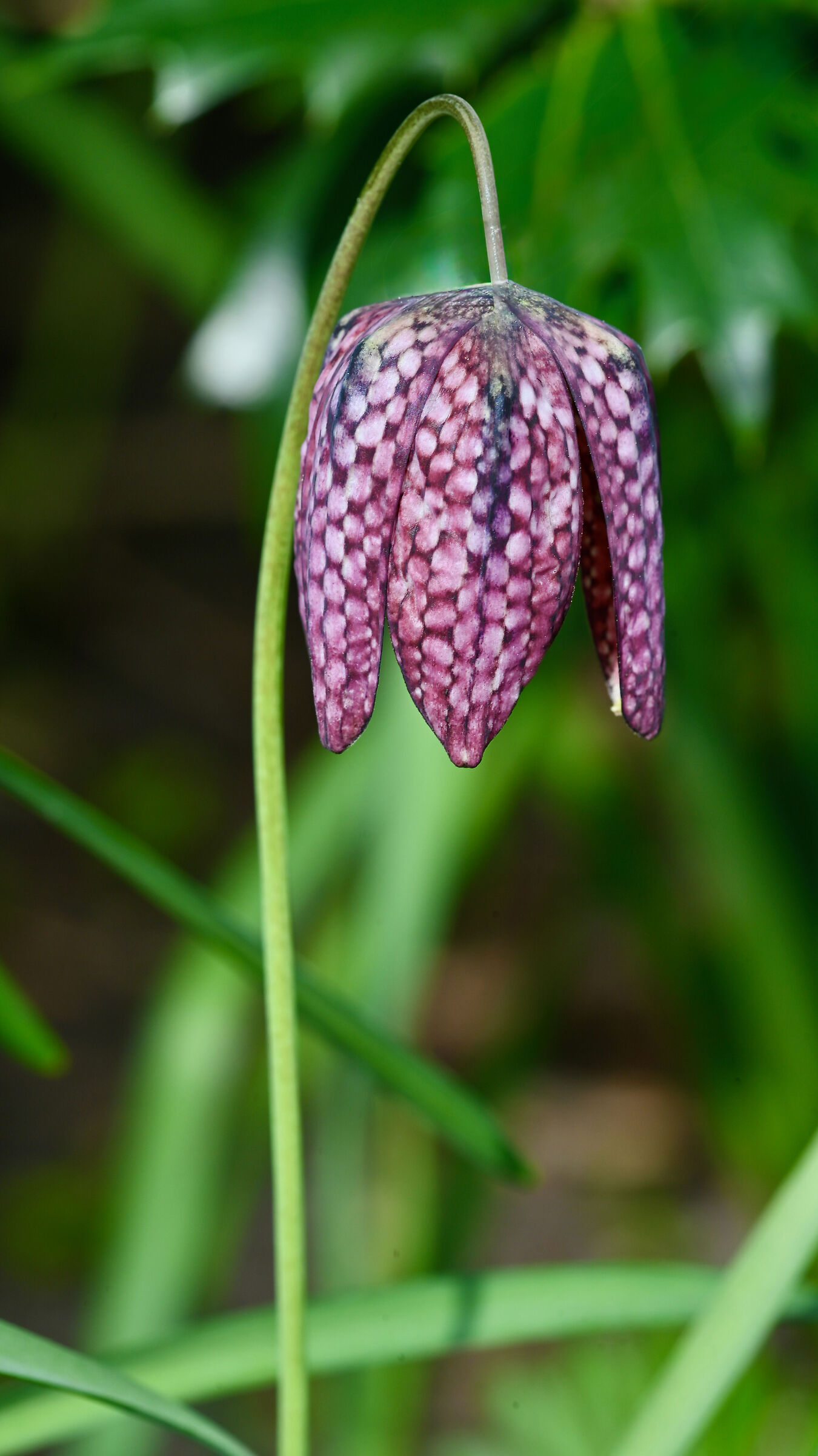 Snake's Head Fritillary