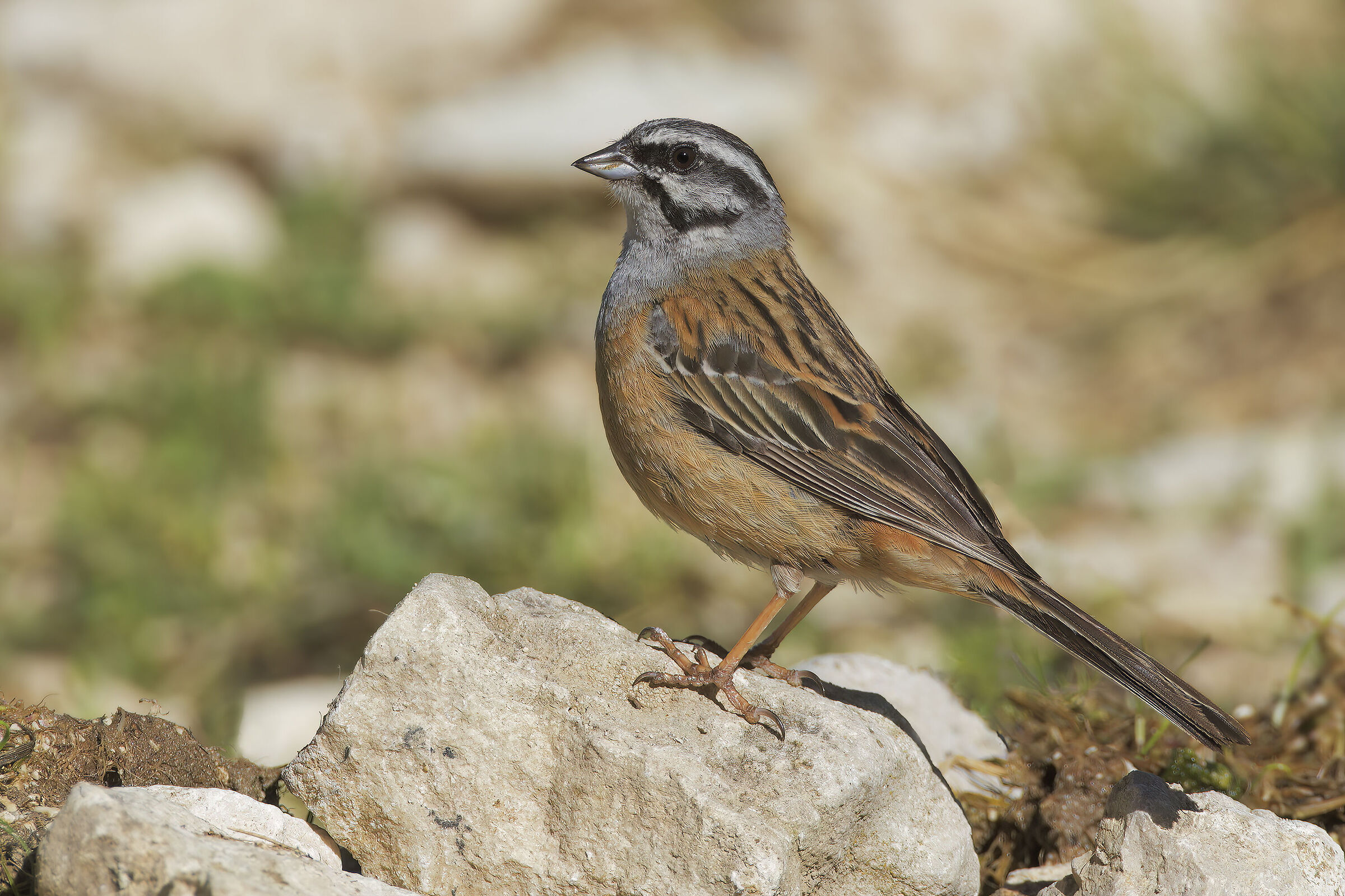 Muciatto Bunting
