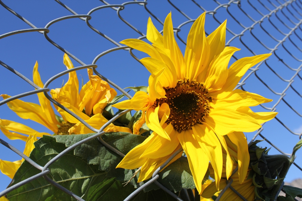 canon60d ,18-55, ISO 100, 1.500