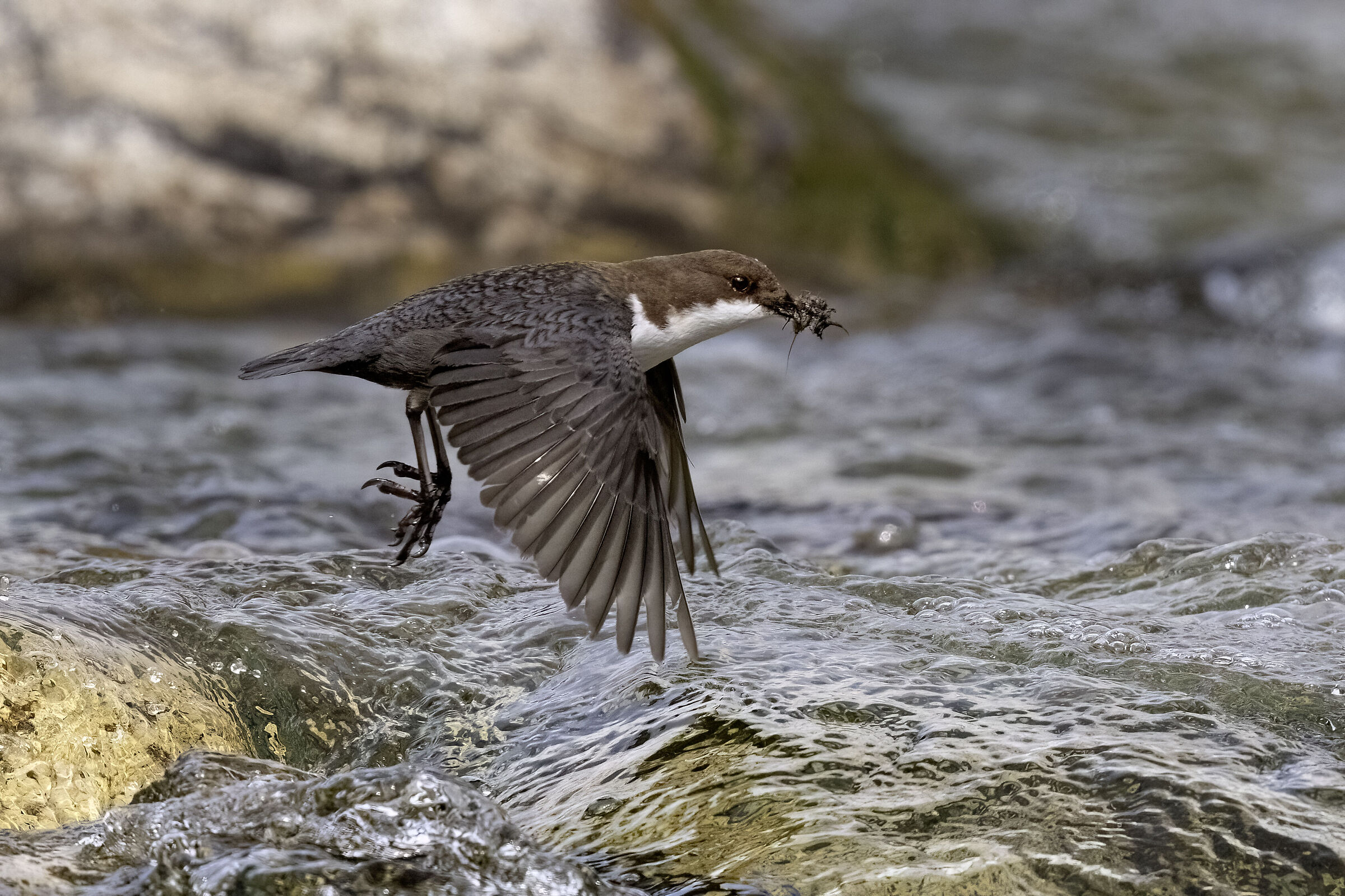 Dipper