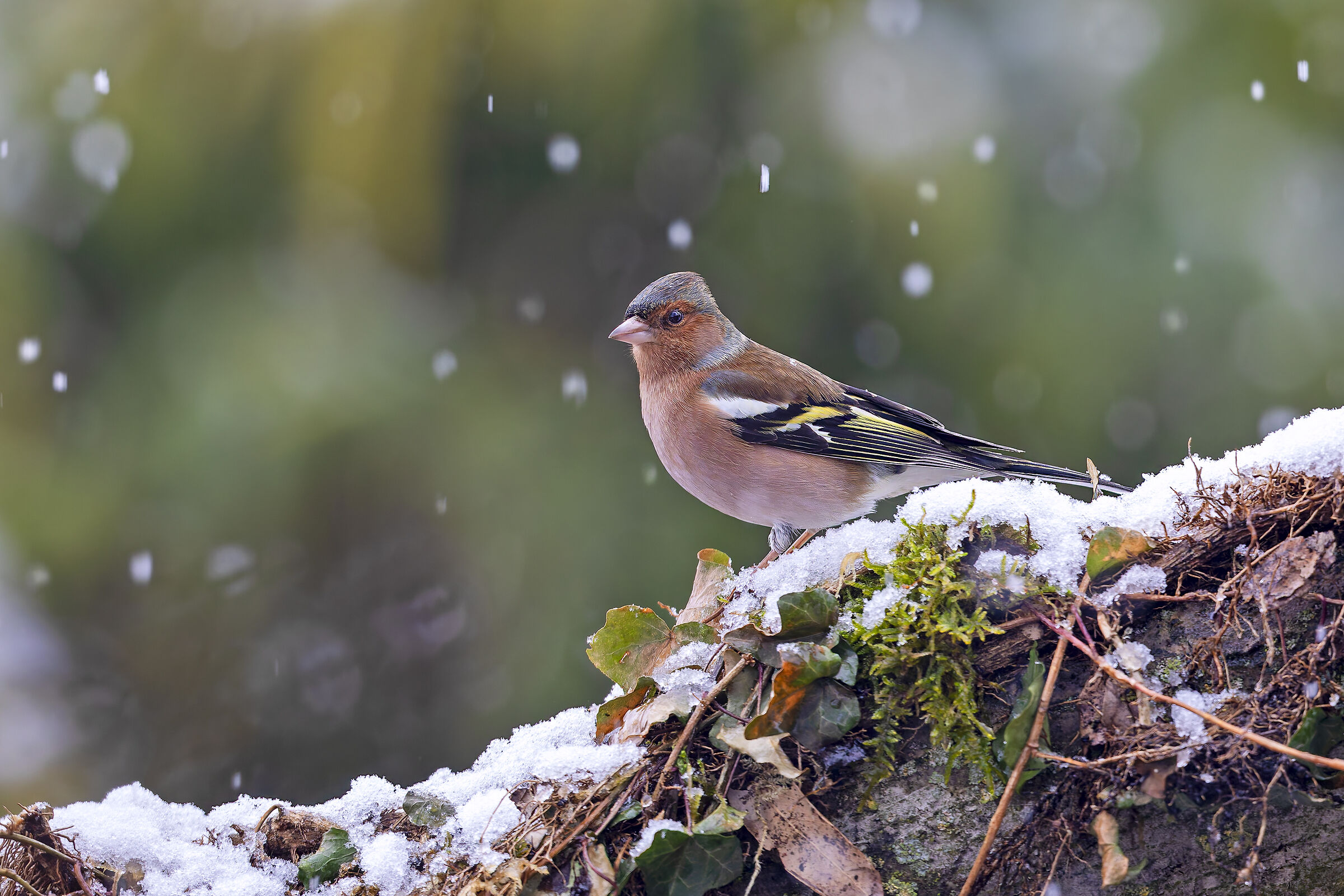 Finch