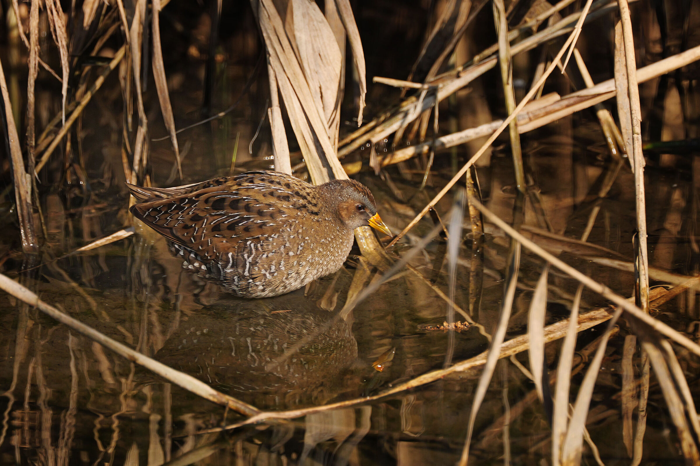 On the edge of the reed bed