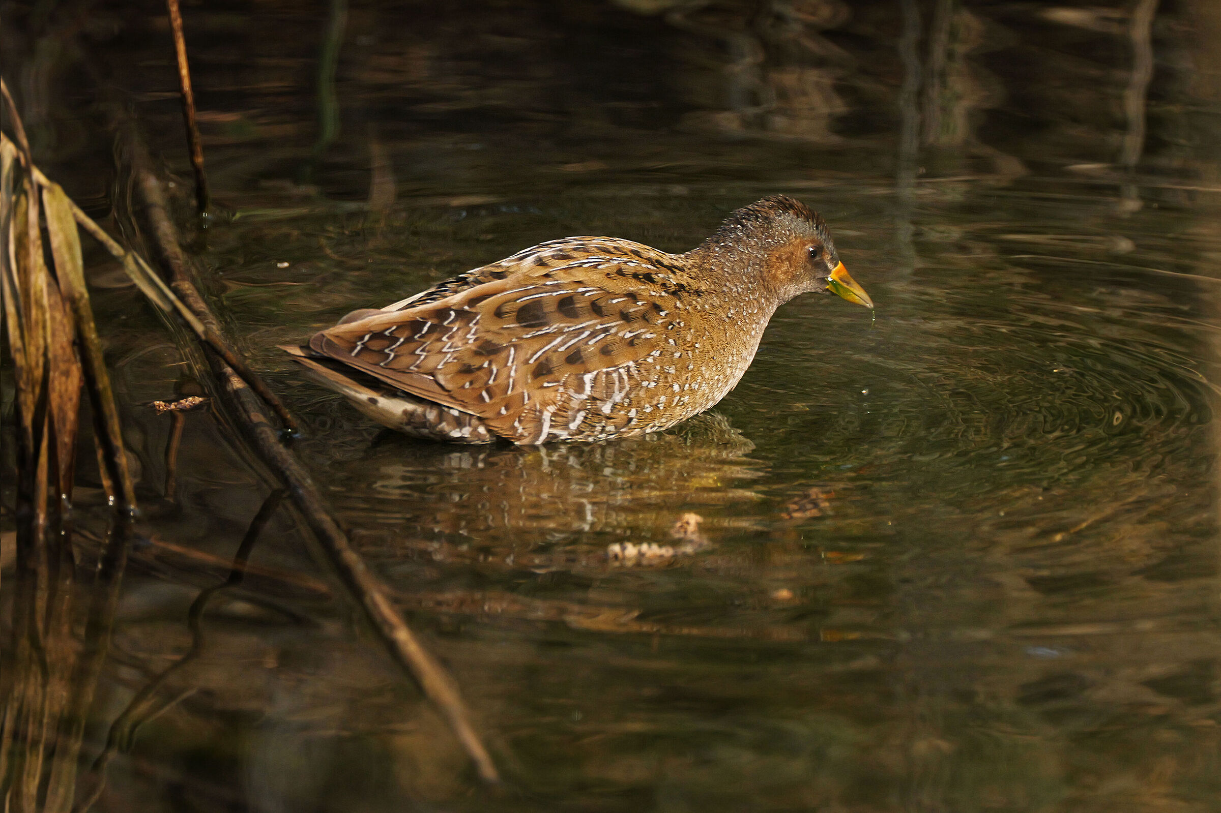 A gap between the reeds