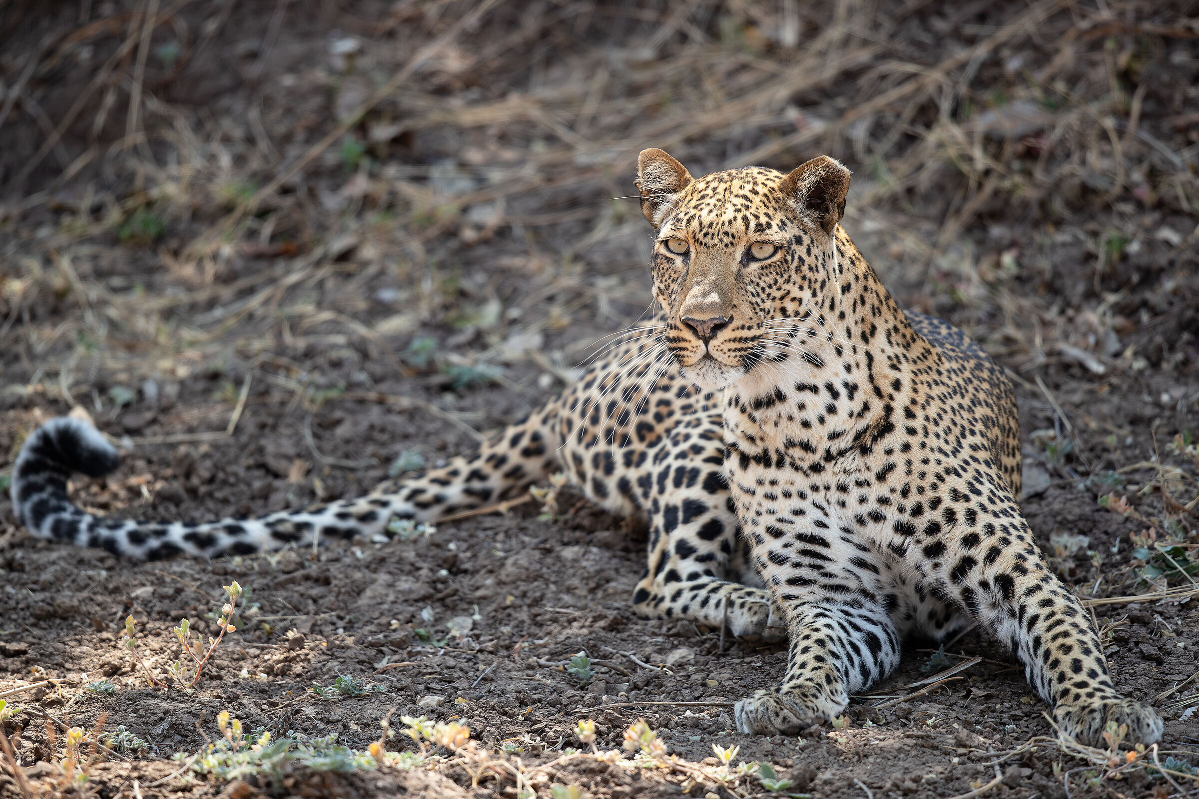 Spotted beauty...