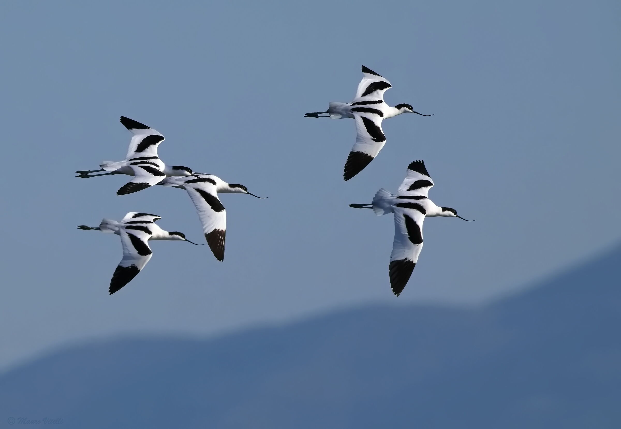 Avocets (Recurvirostra avosetta)