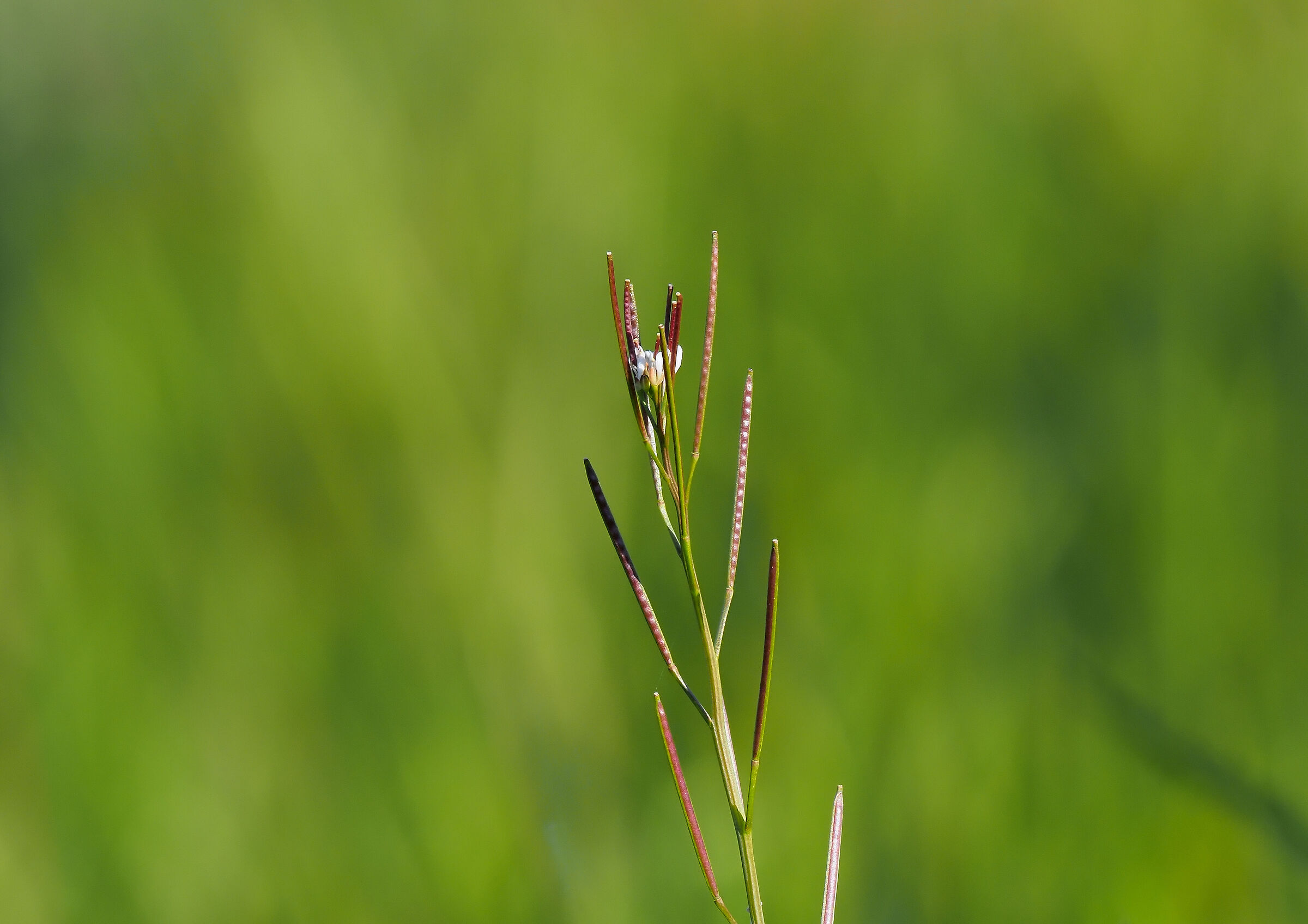 Cardamine hirsuta