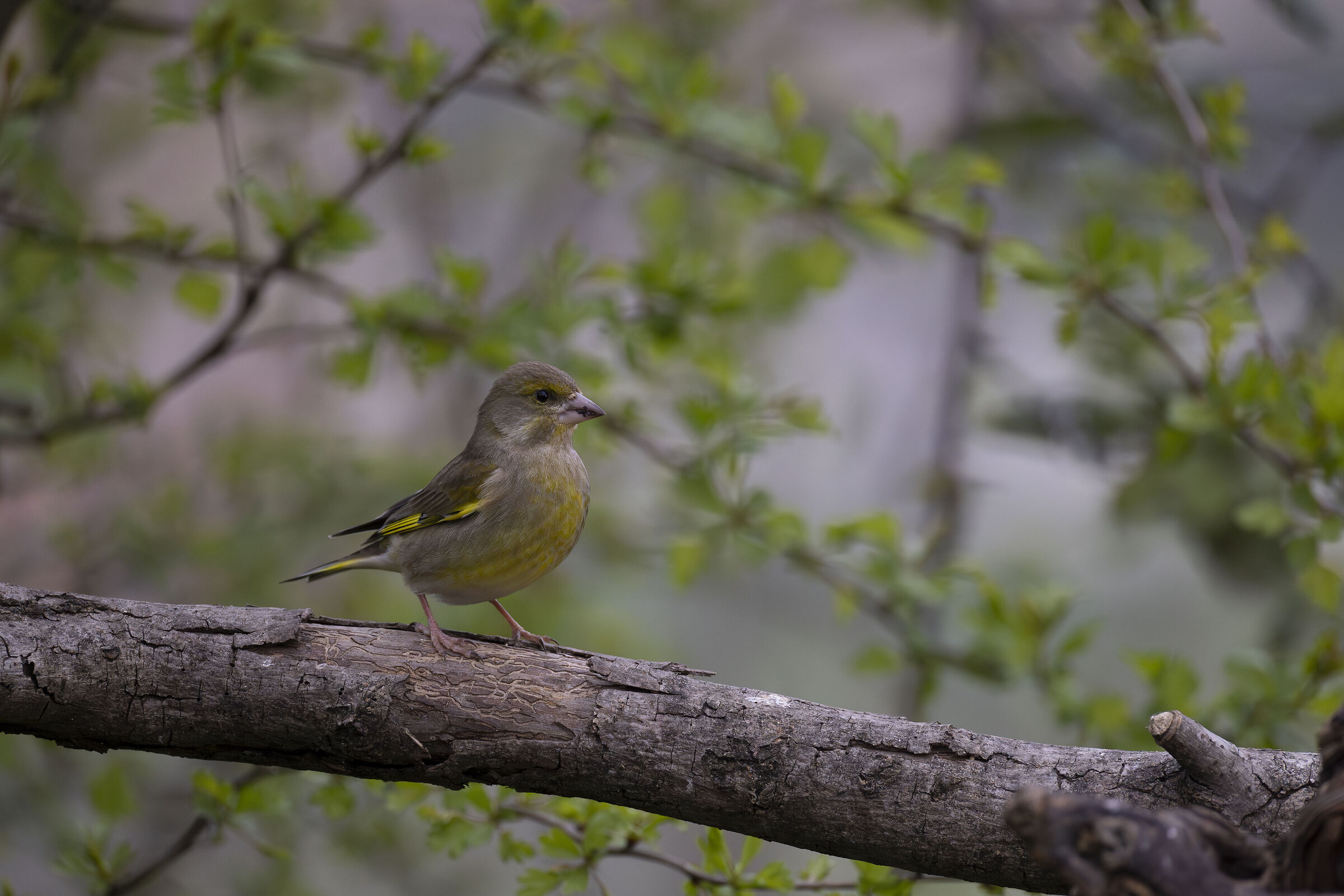 Verdone in Montevecchia