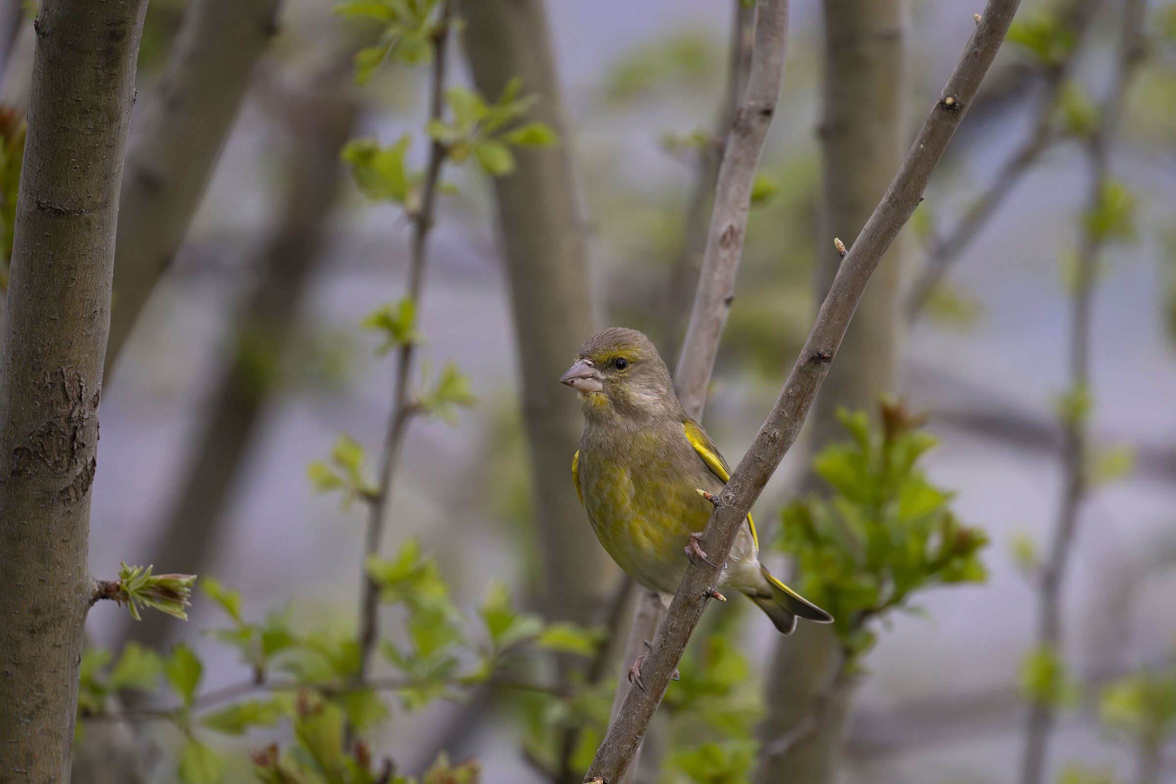 Verdone in Montevecchia