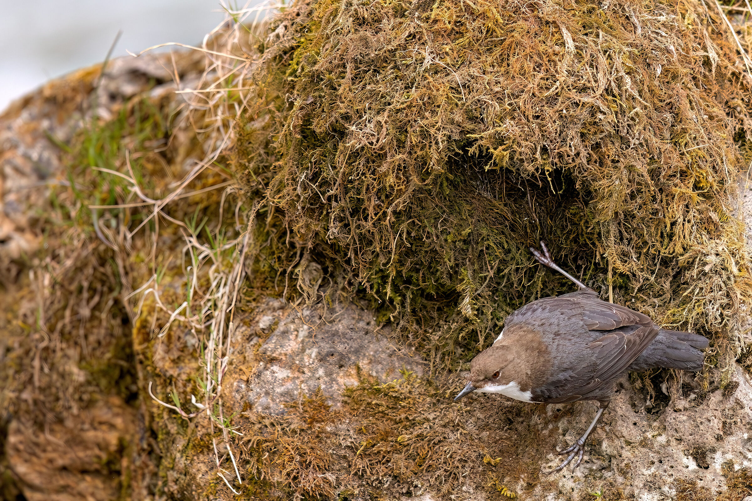 Dipper at the nest