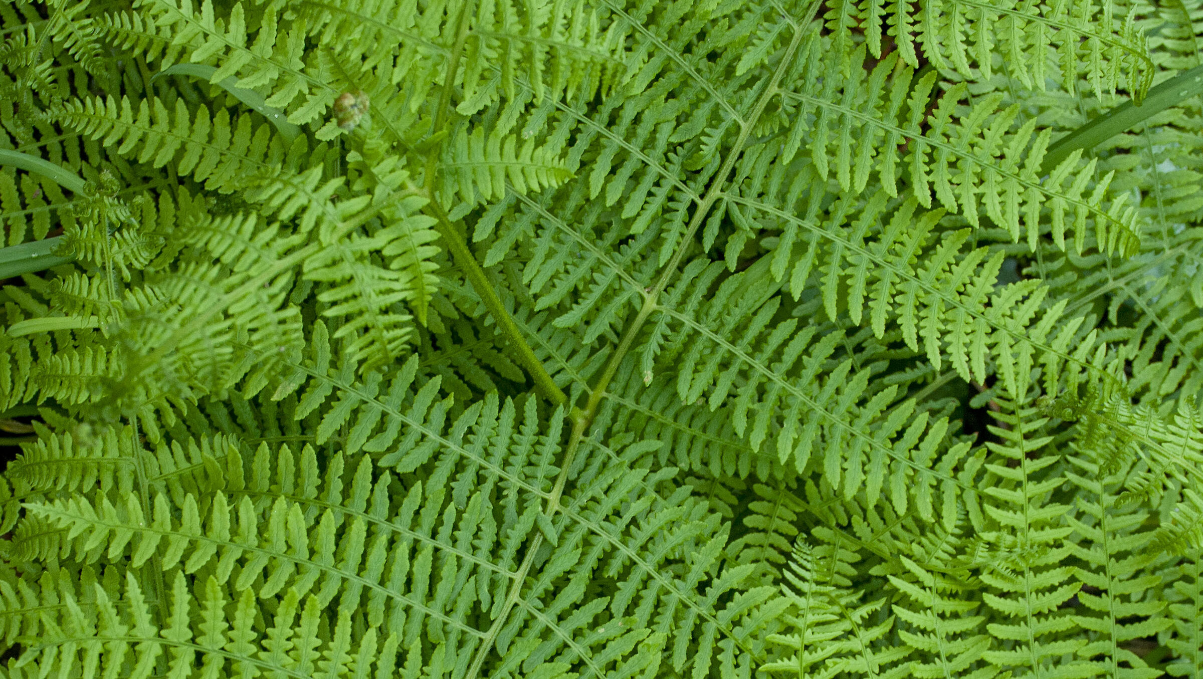 Fern