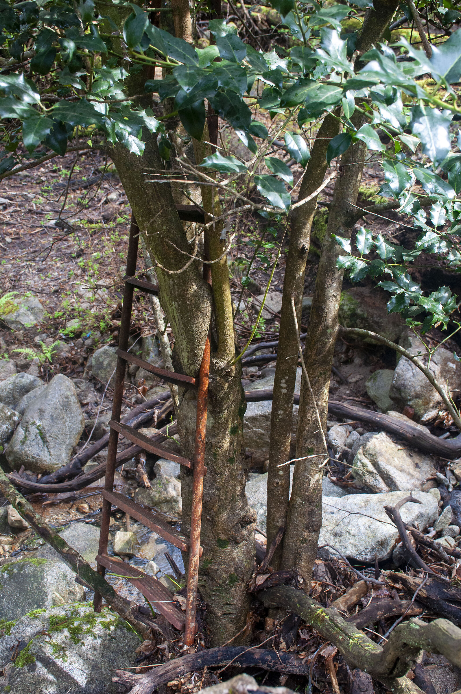 The plant that embraces the staircase