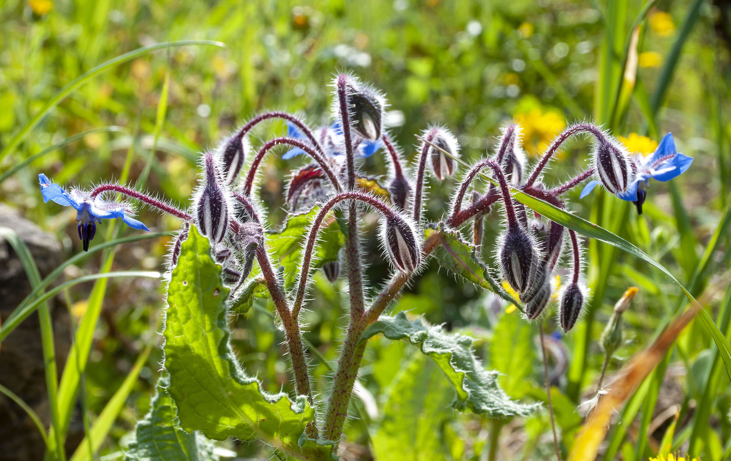 Light blue spines