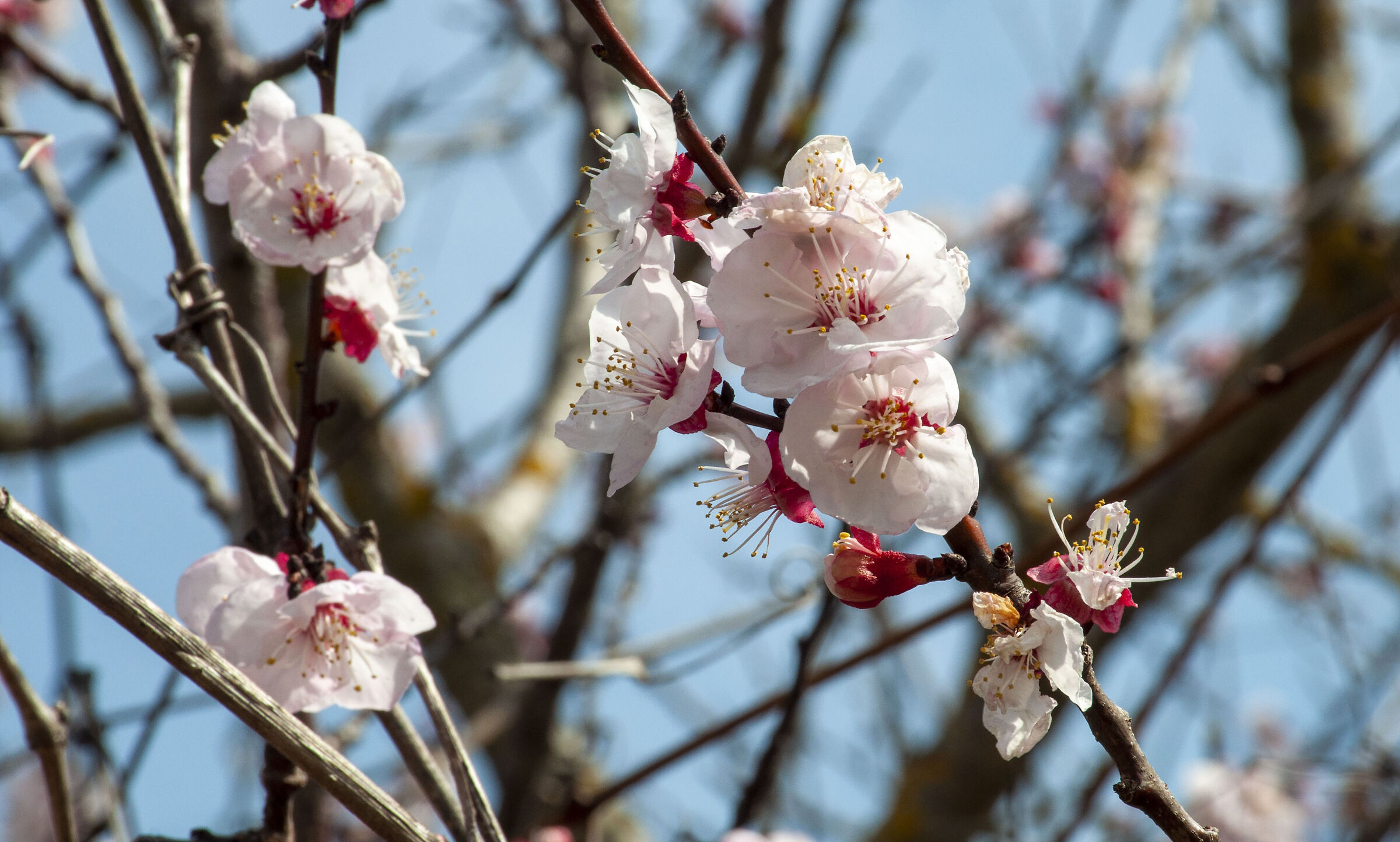 Spring air