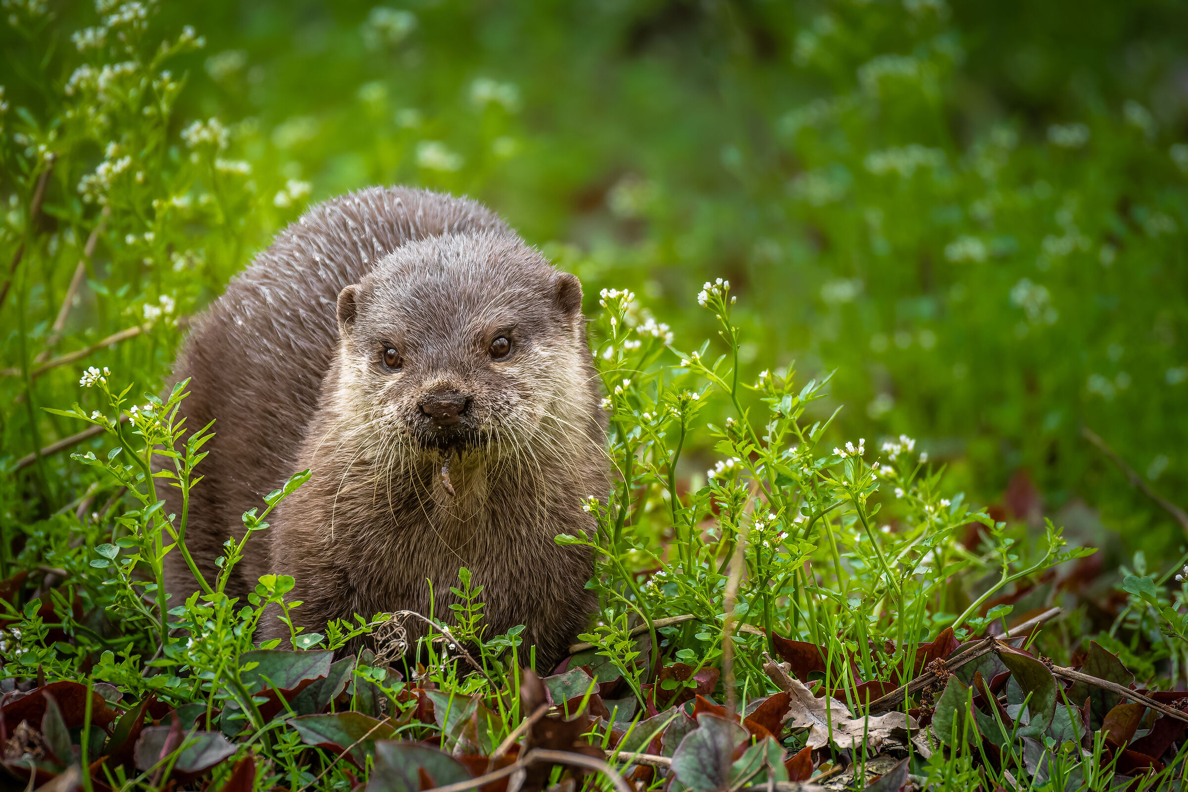 Dwarf otter
