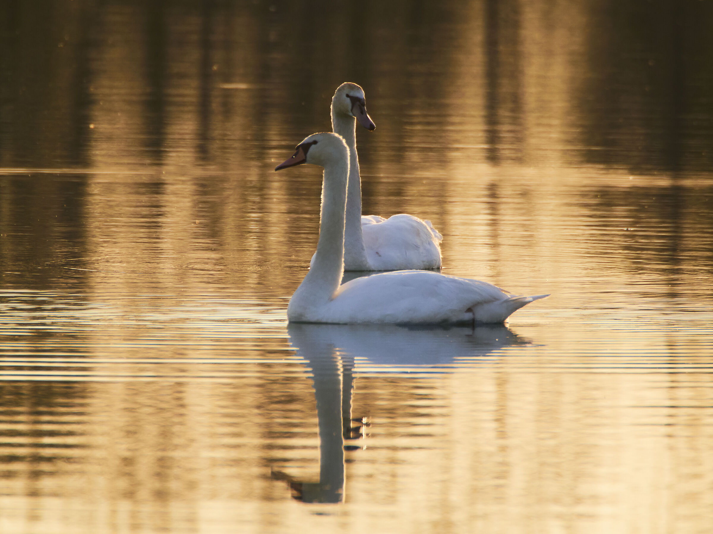SWANS AT SUNSET