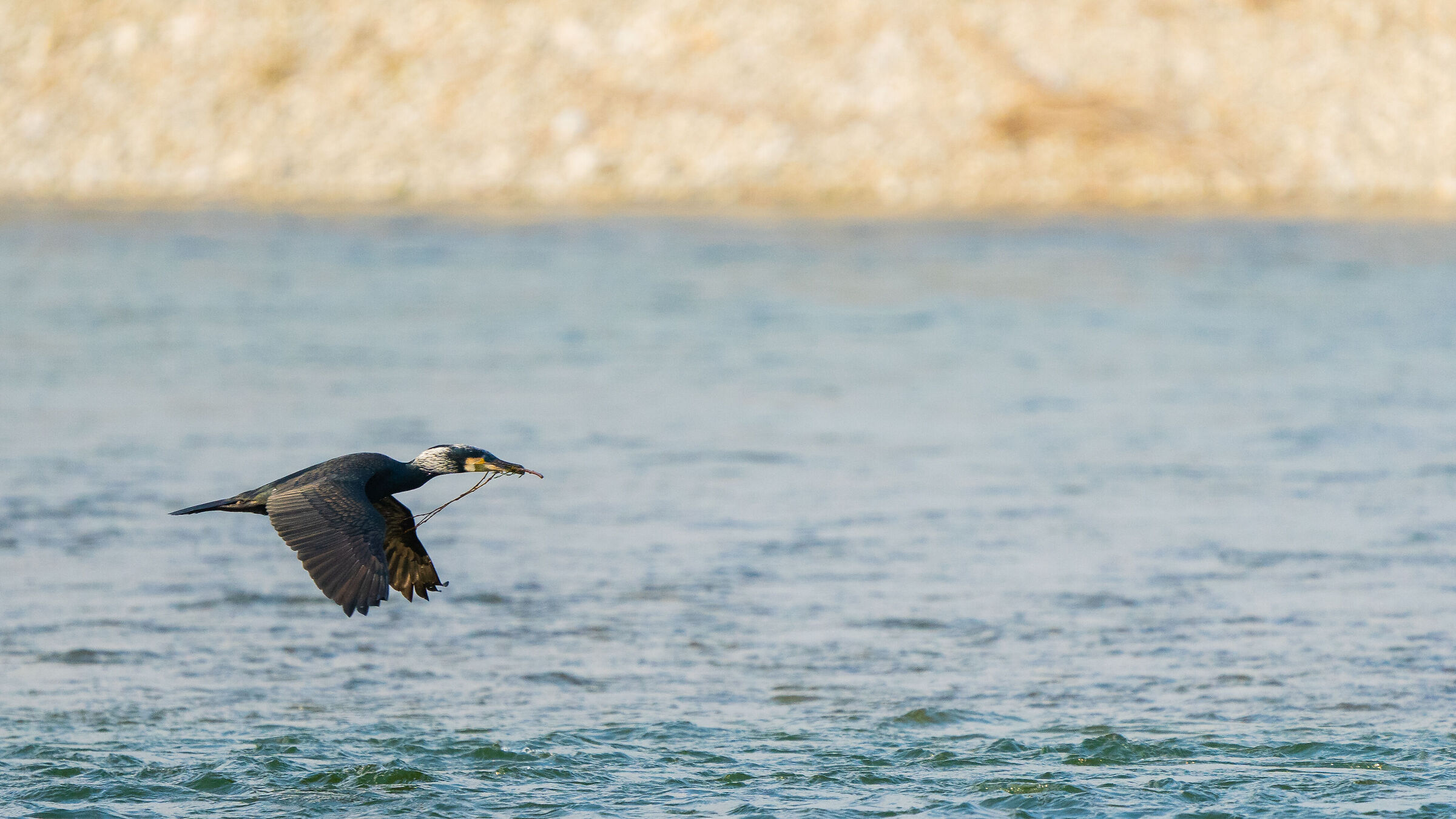 Cormorano