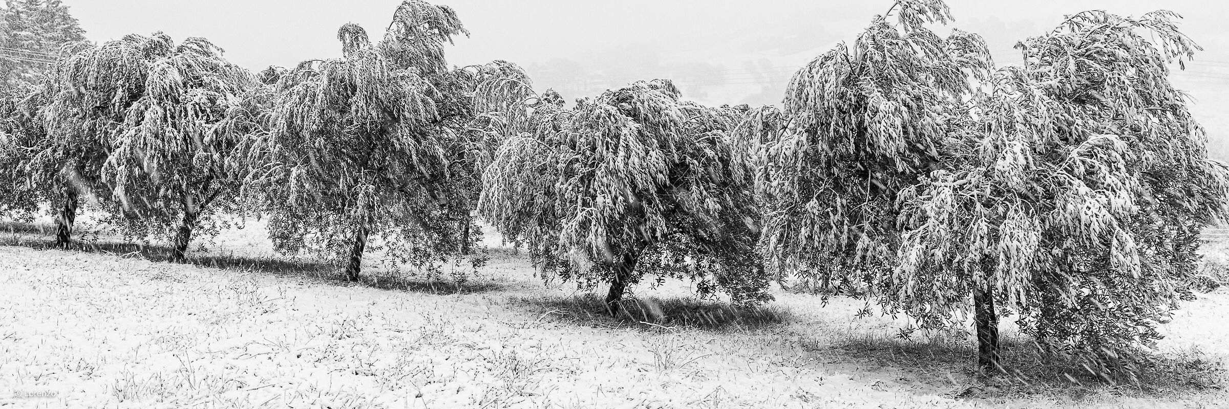 ulivi e neve