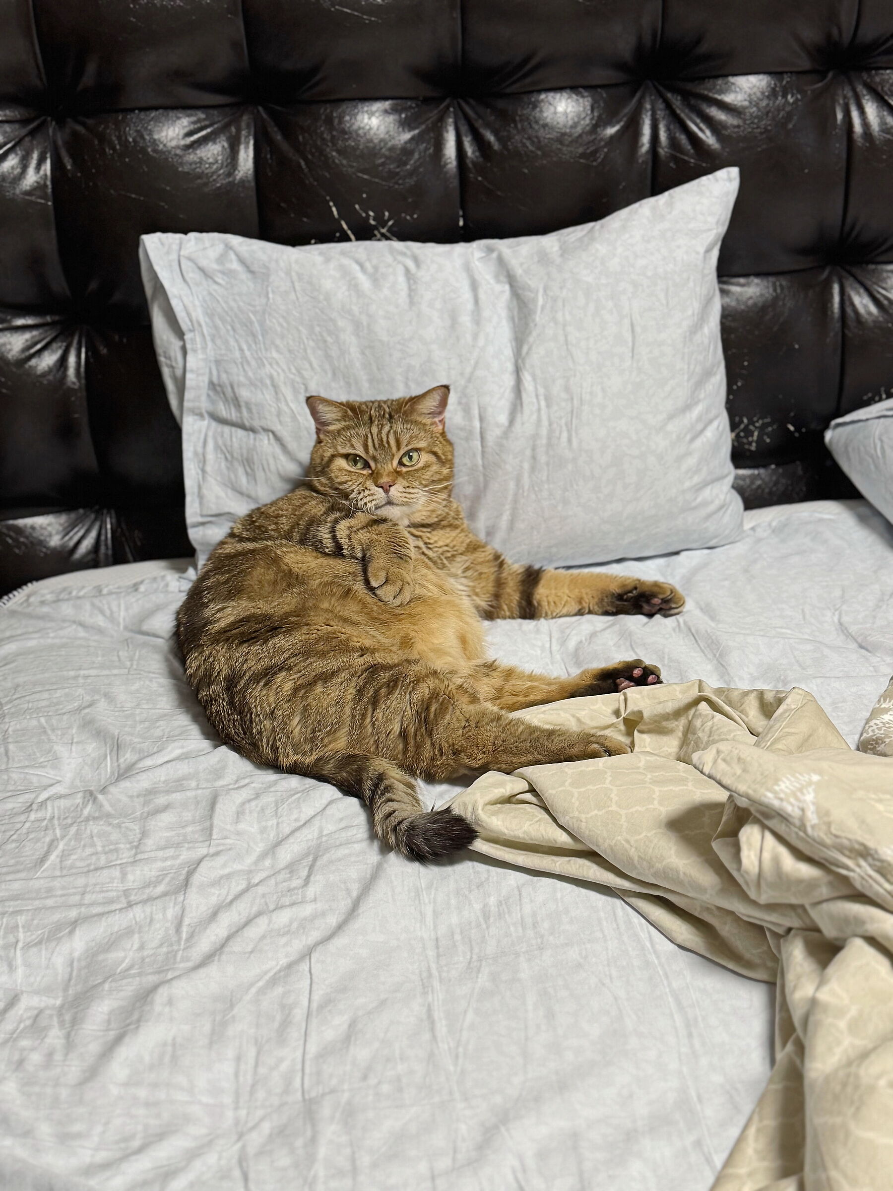 Cat Rio