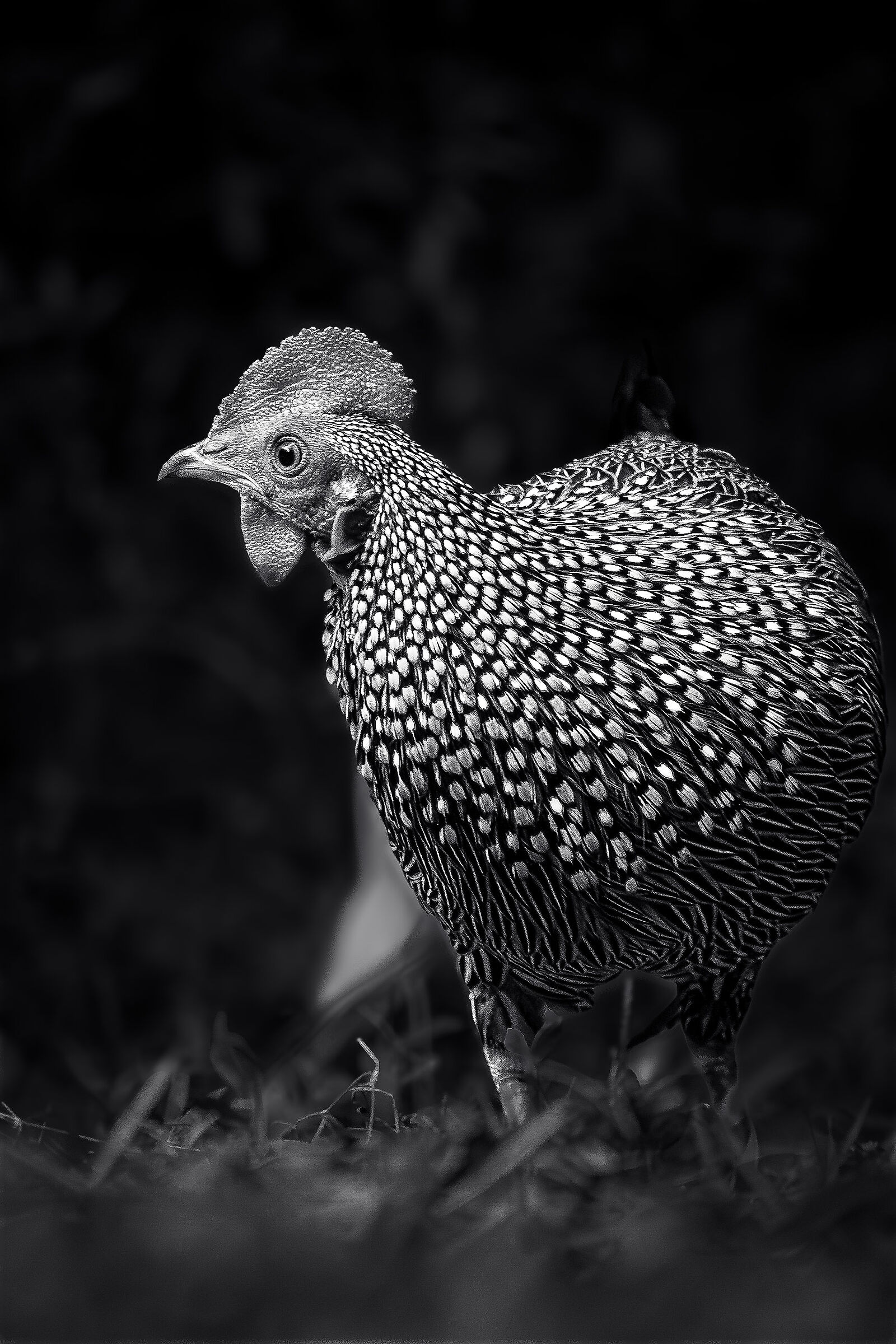 Il gallo grigio della giungla
