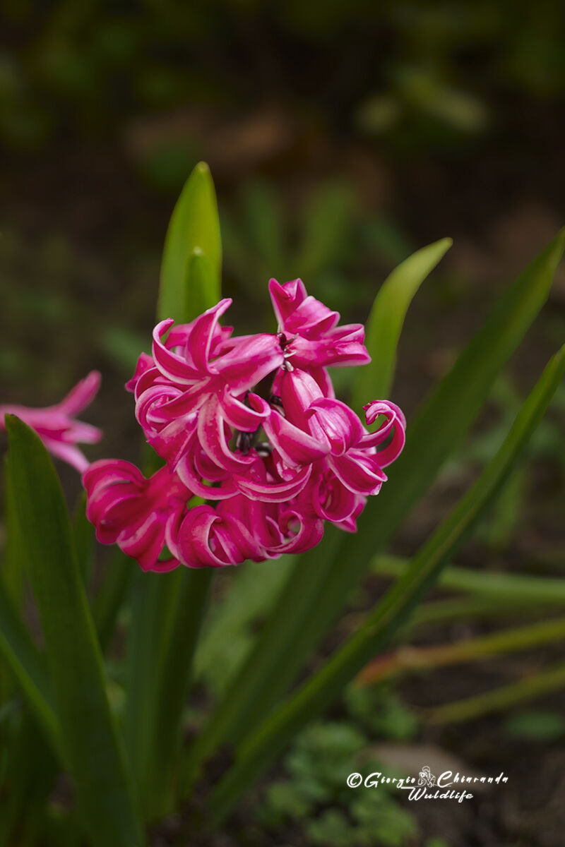 Giacinto (Hyacinthus orientalis)