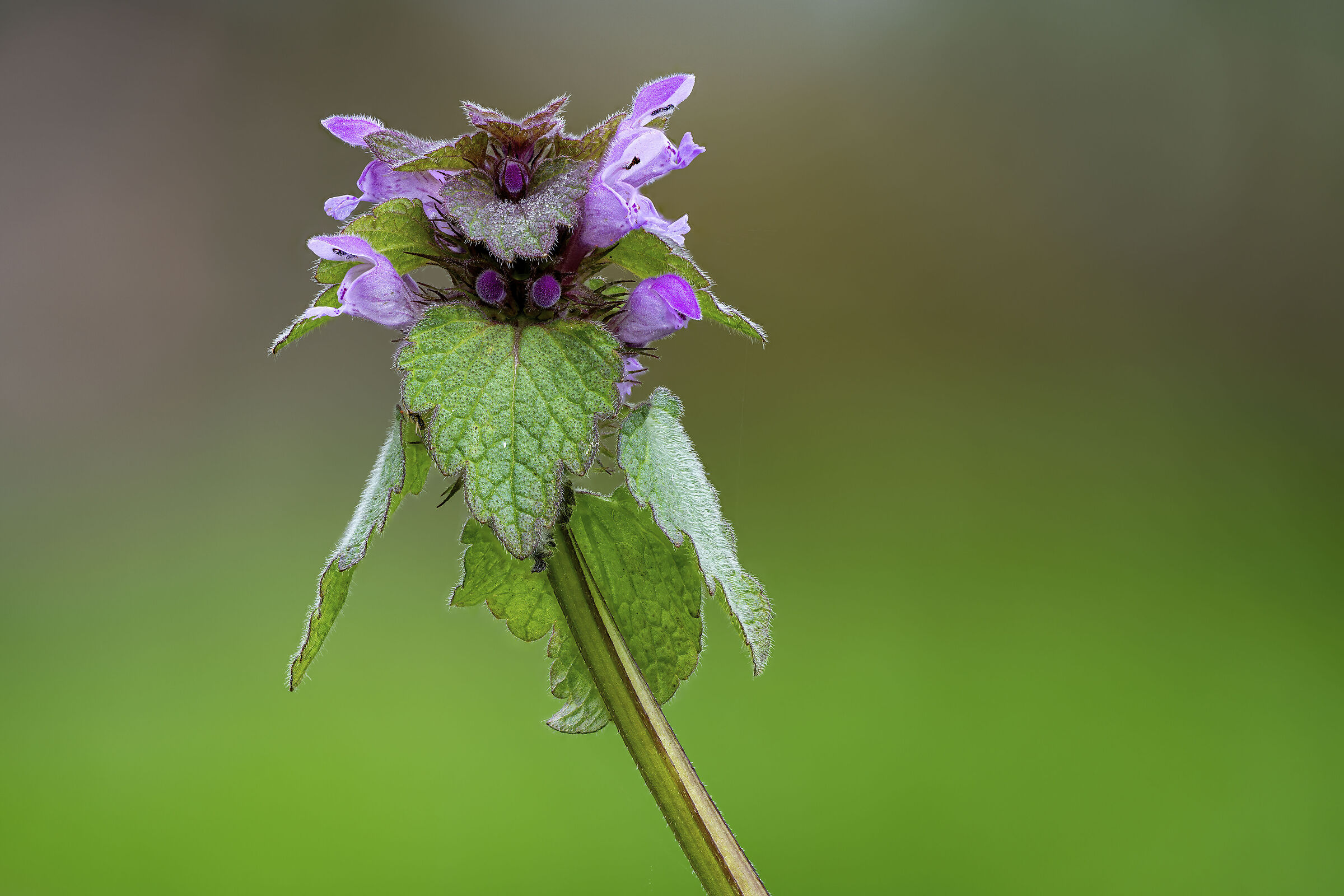 A common beauty