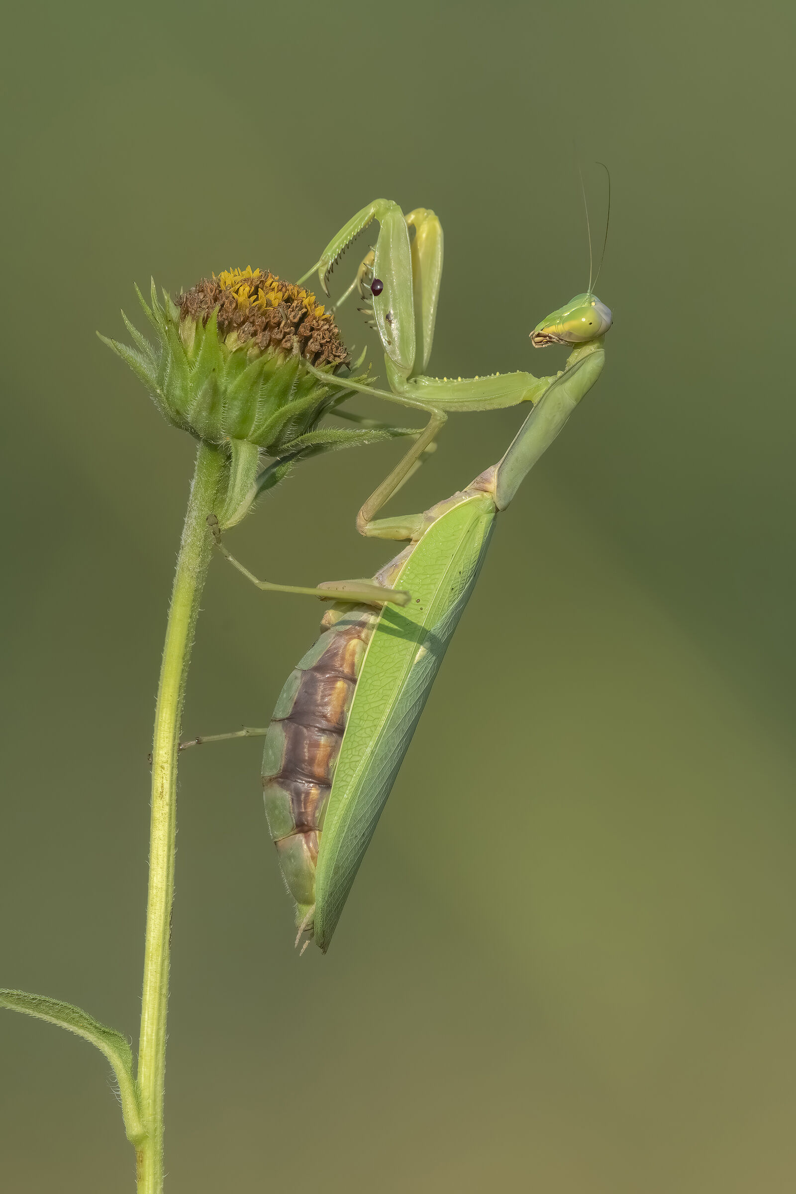 Praying mantis