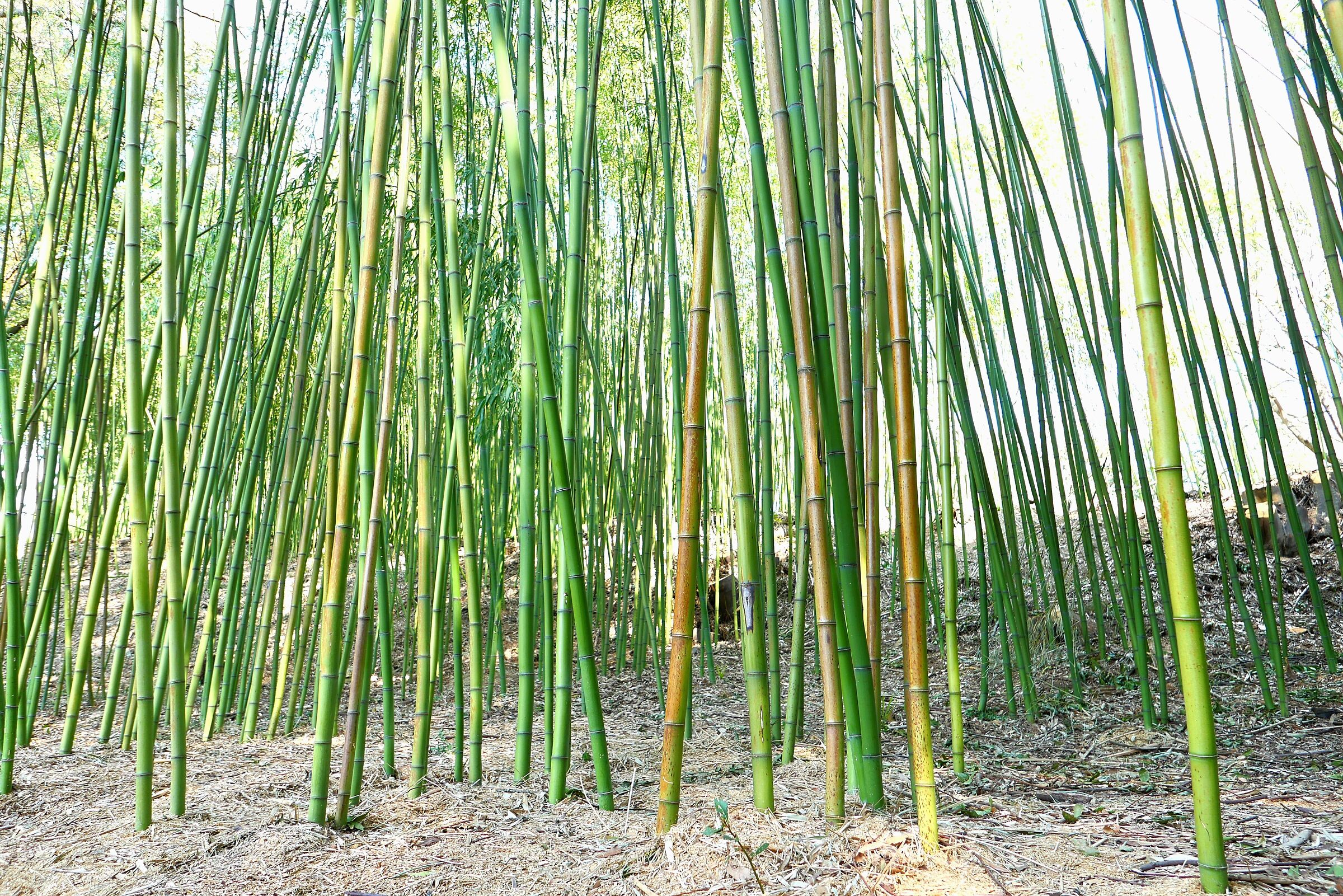 Bamboo