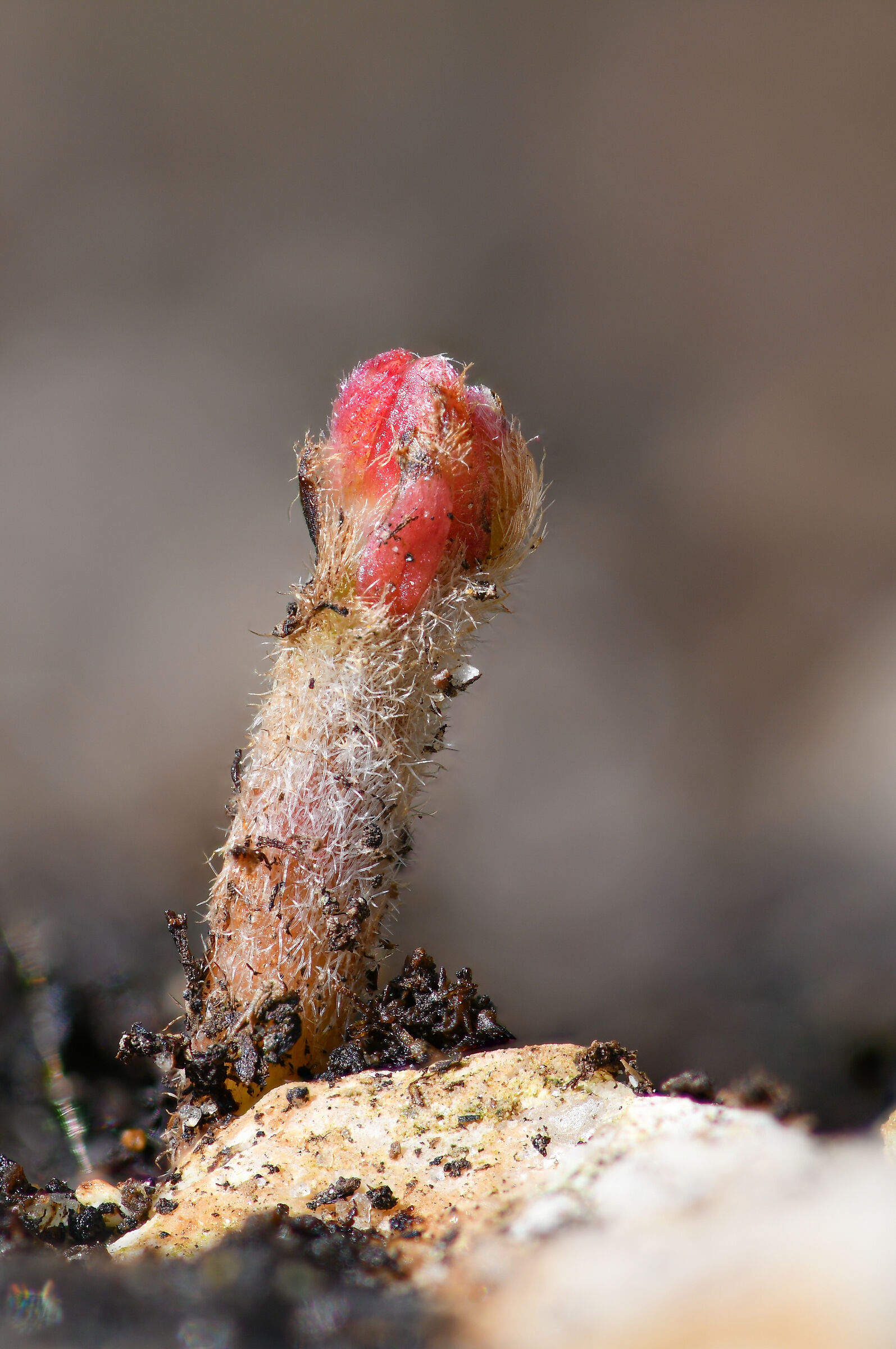 Oak acorn germination