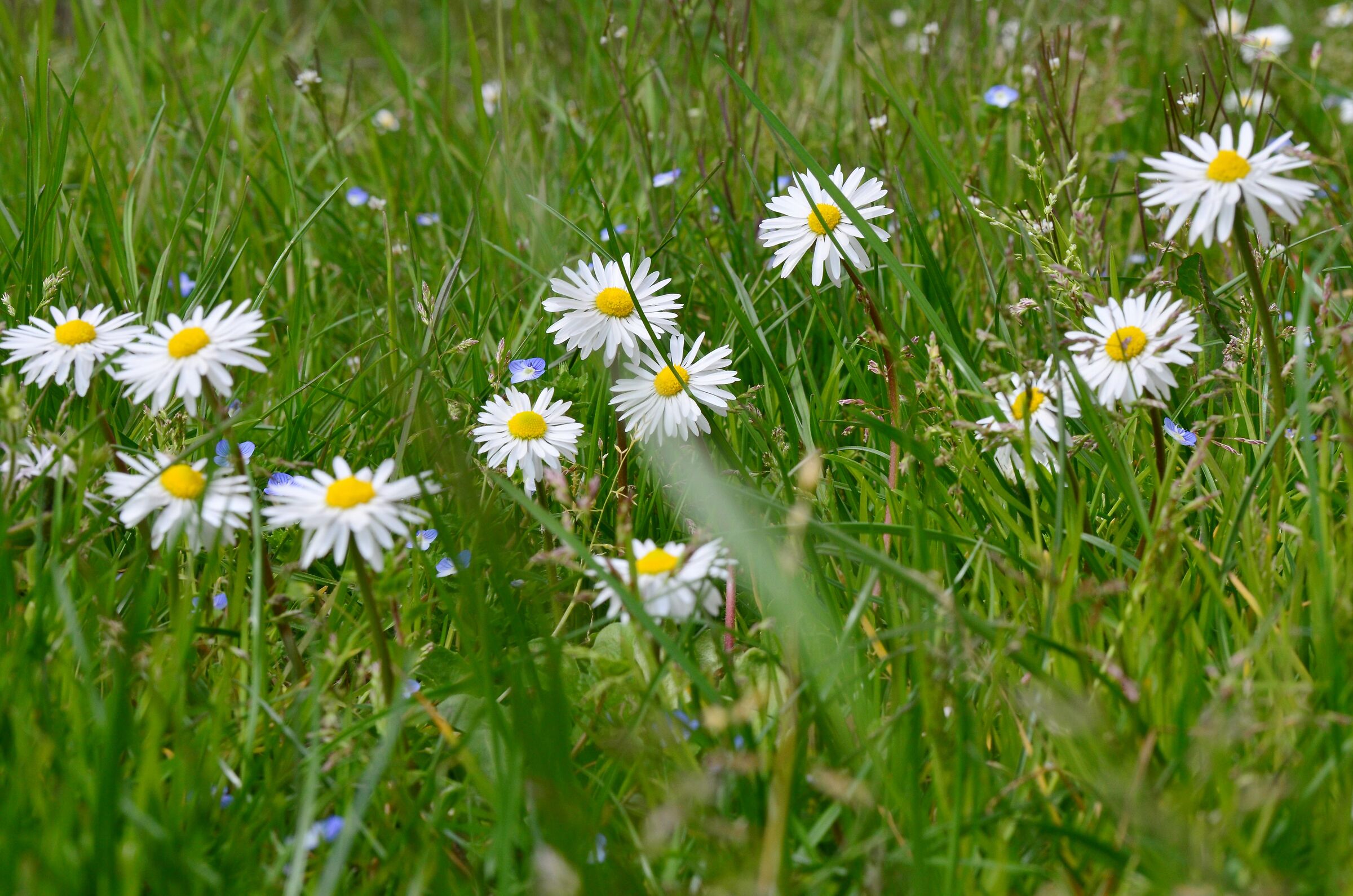 Glimpse of the meadow