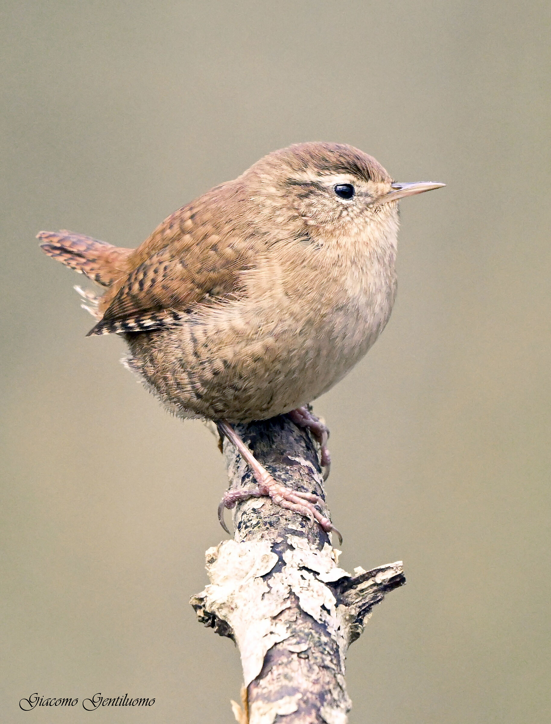Wren