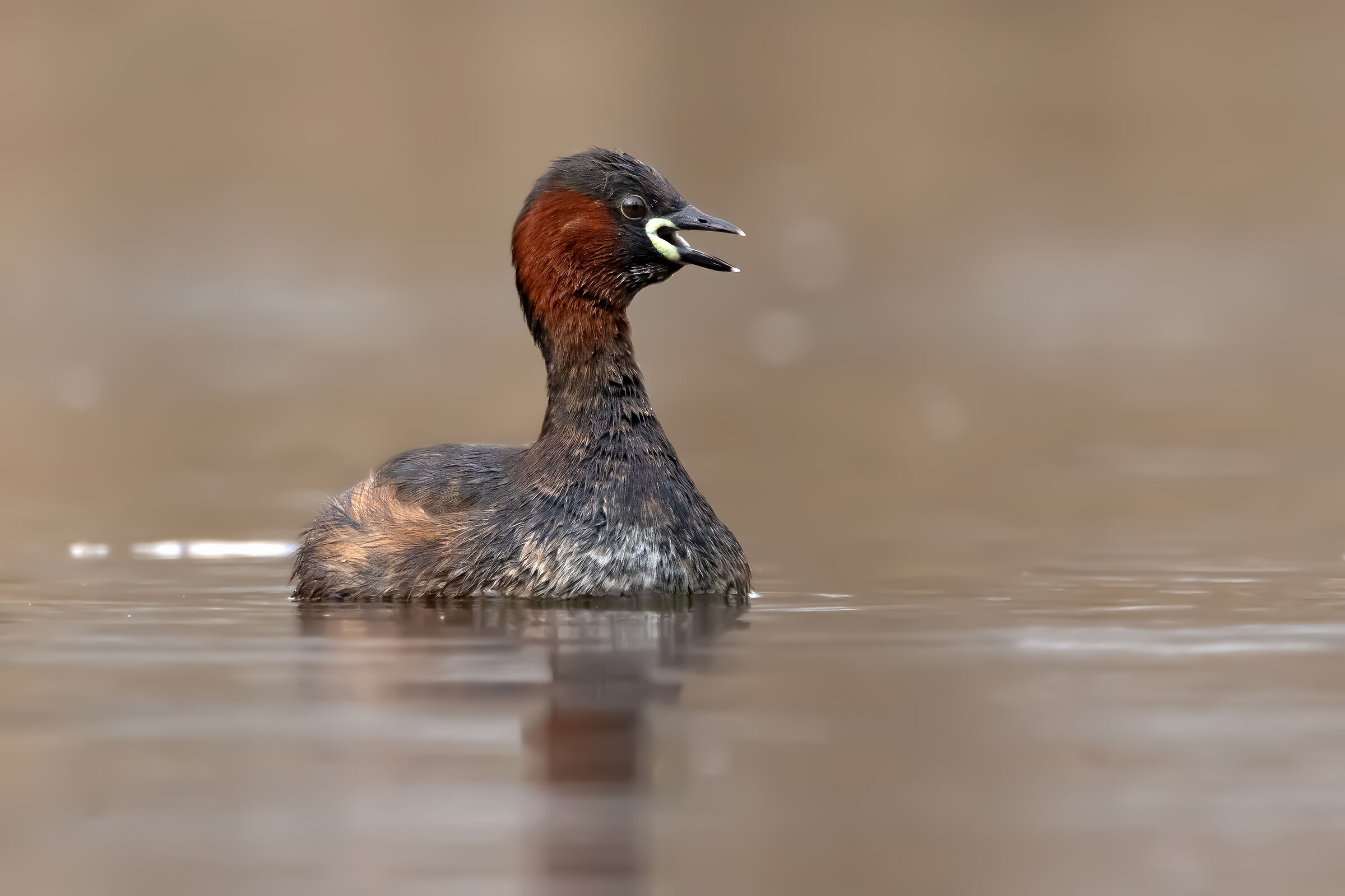 Little Grebe