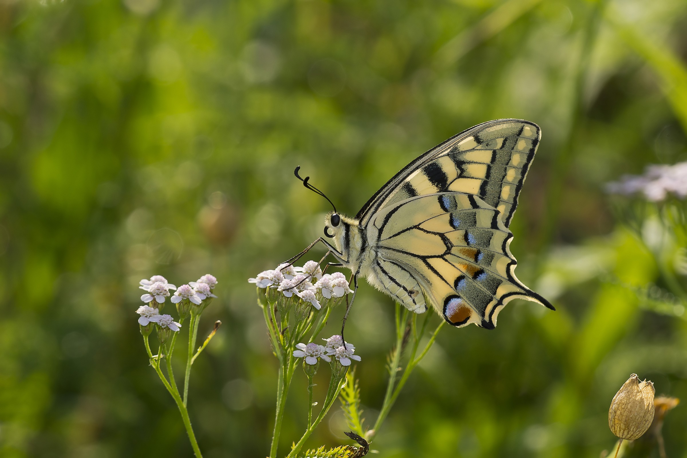 My first swallowtail 2
