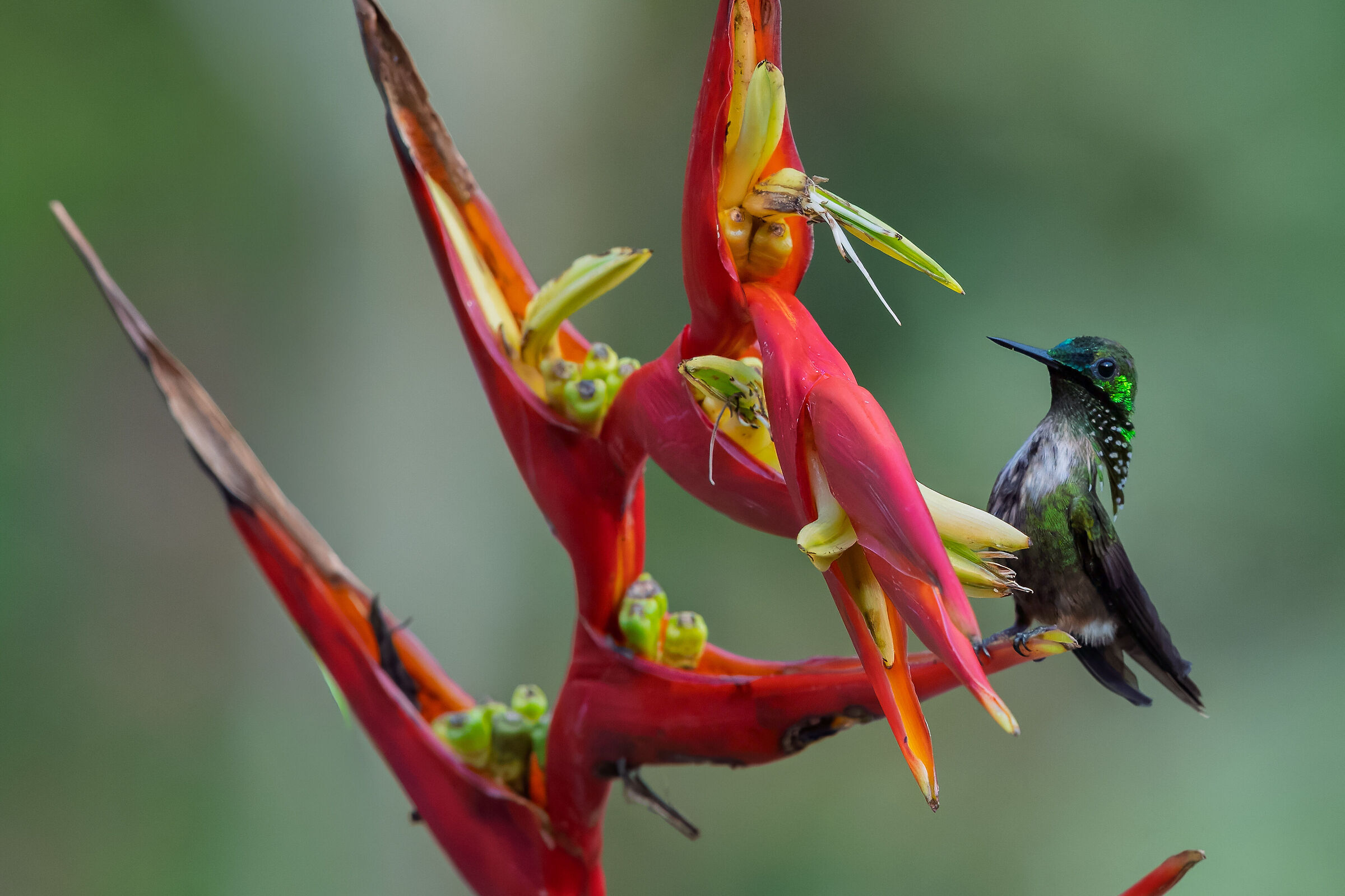 Lophornis chalybeus