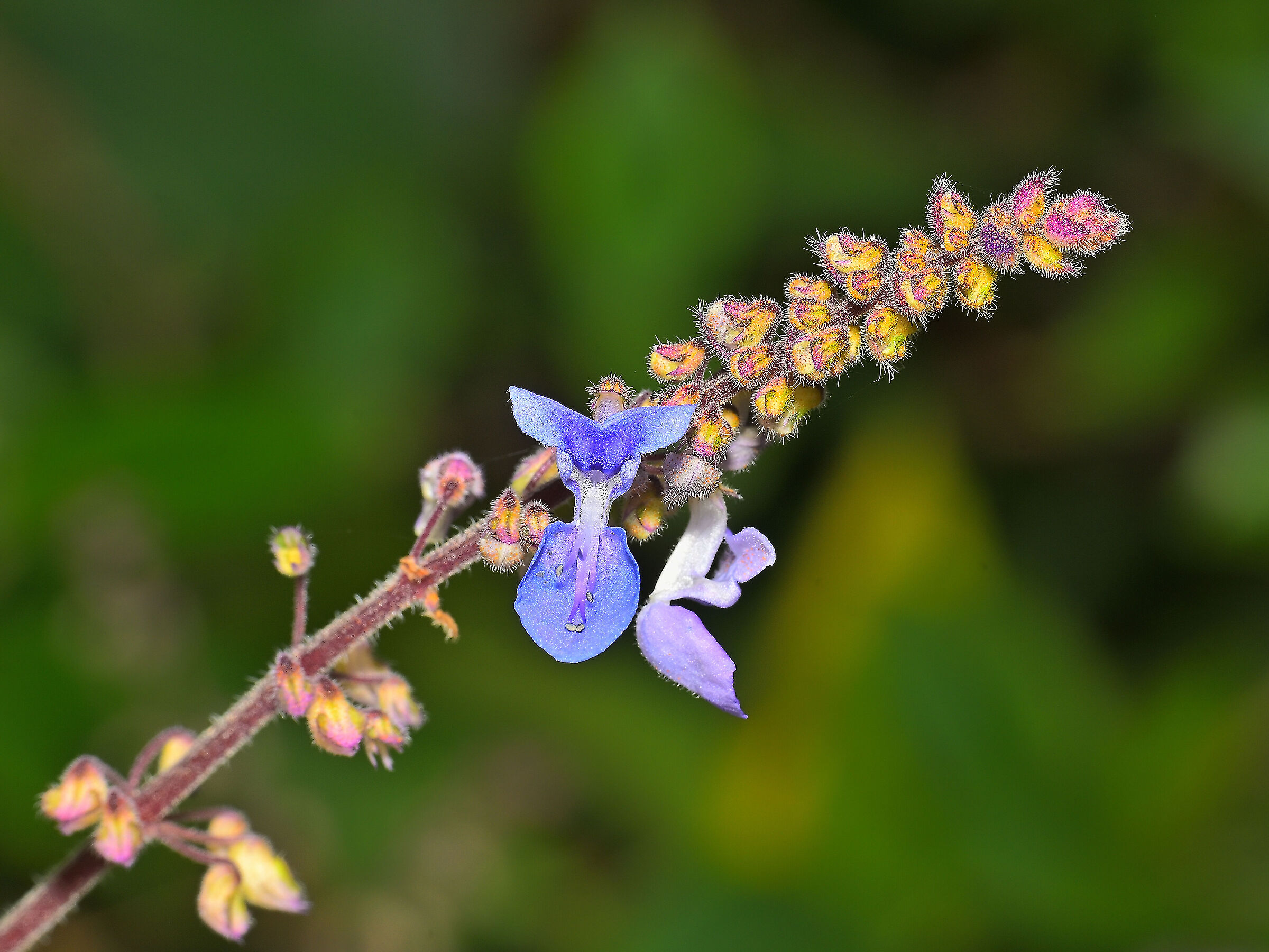 Coleus forskohlii