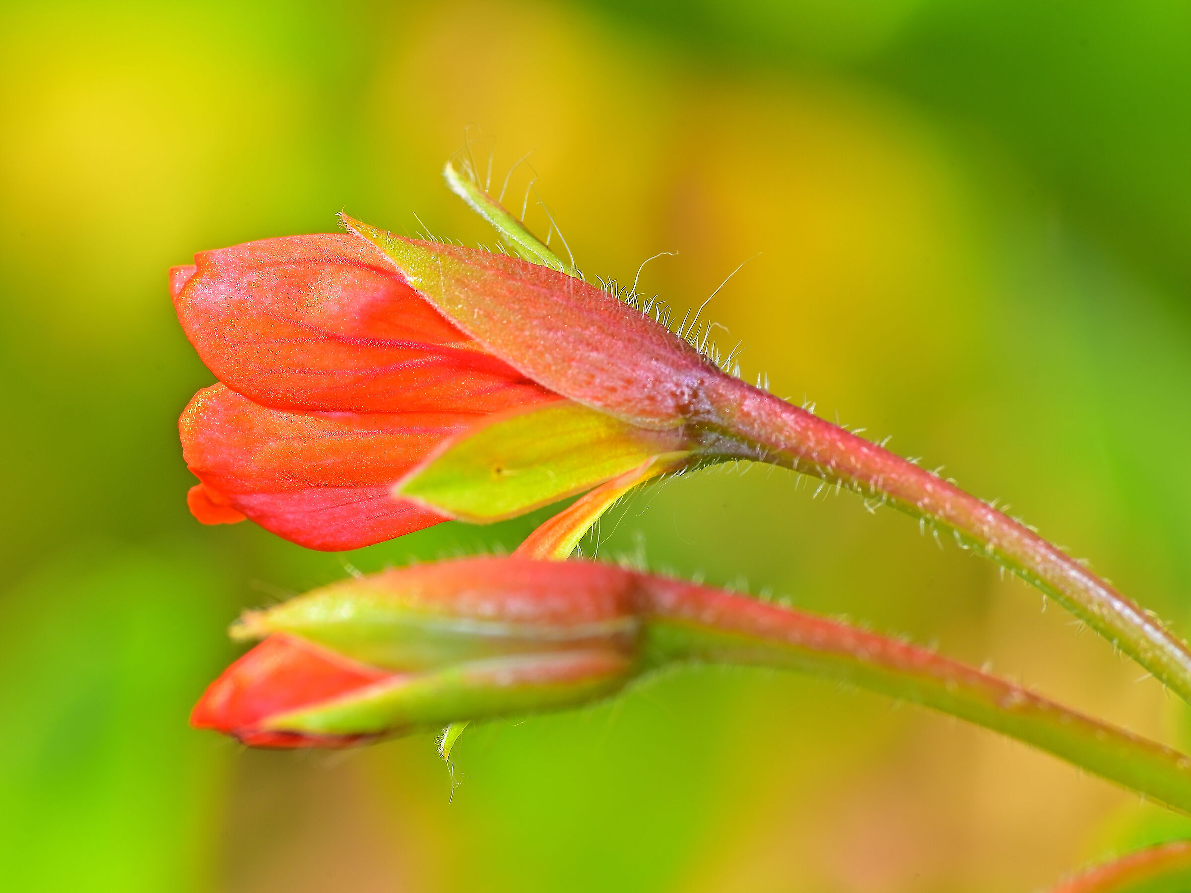 Pelargonium inquinans