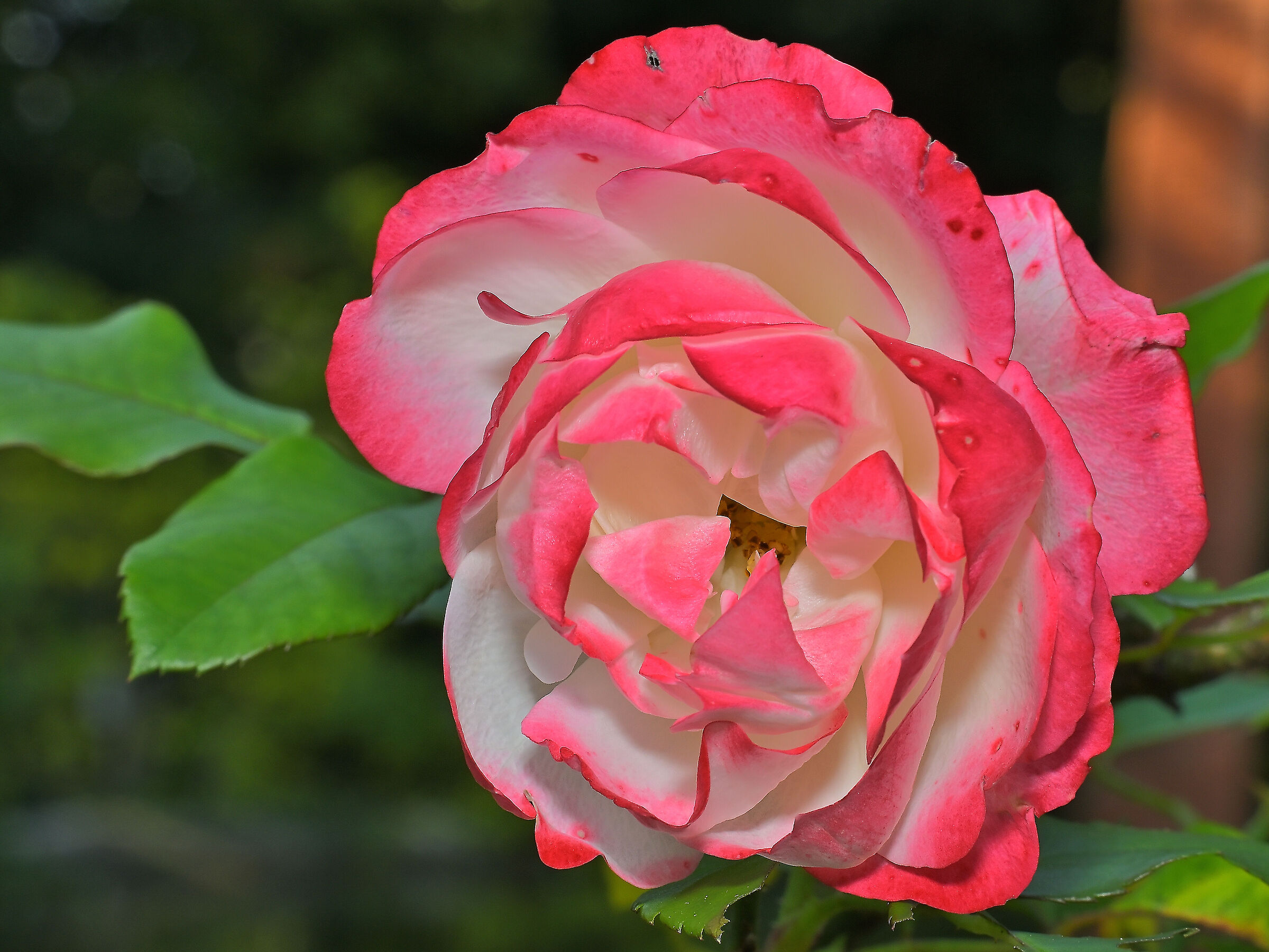 Rosa Jubilé du Prince de Monaco