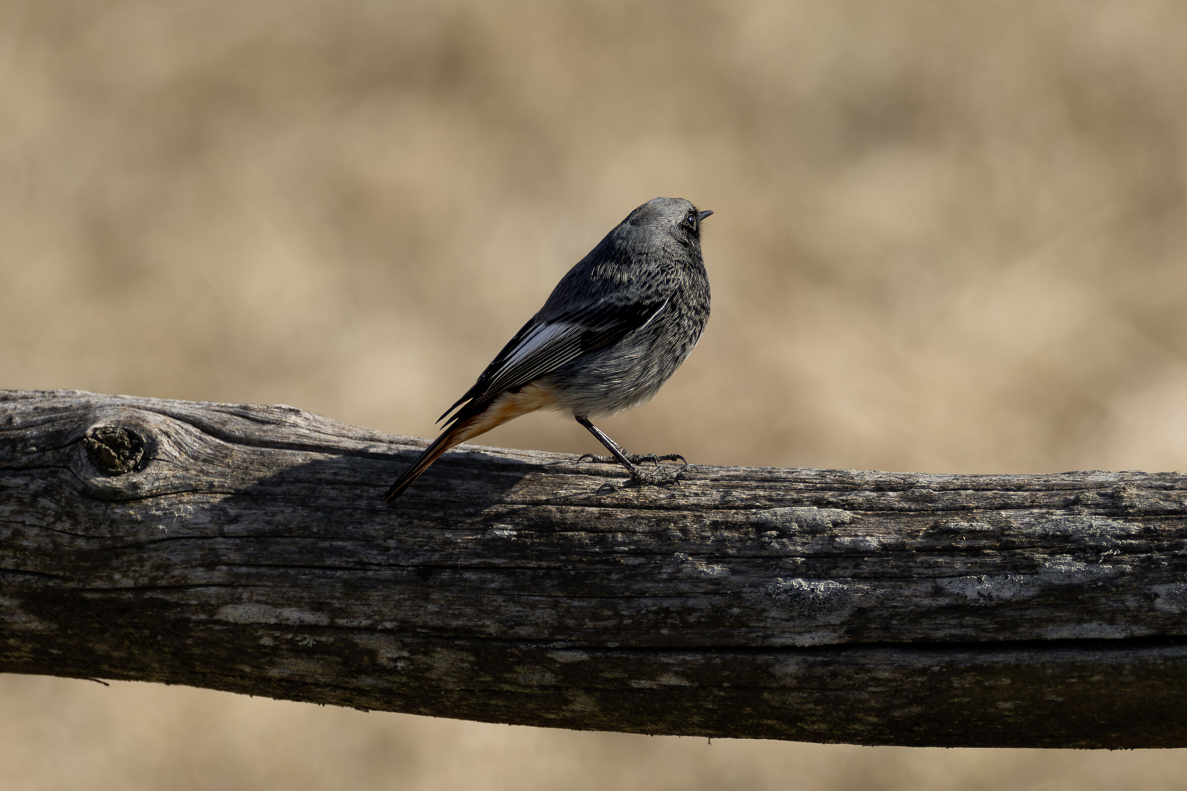 Chimney Sweep Redstart