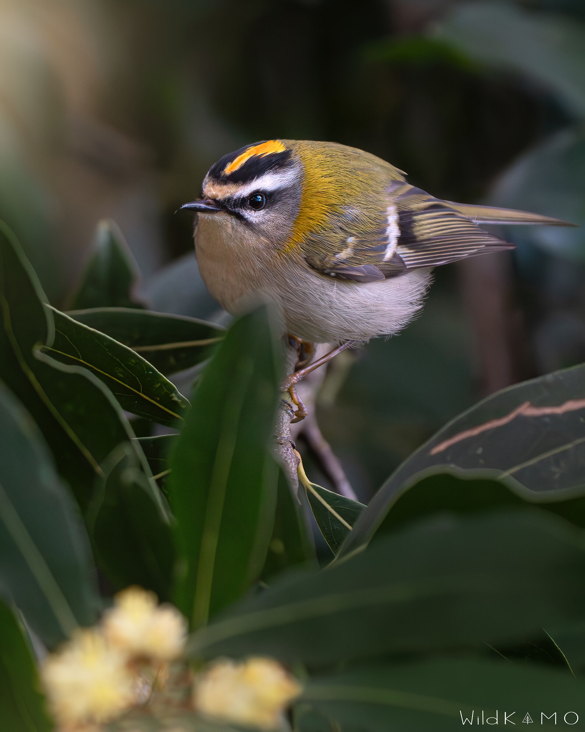 Cinque grammi di bellezza