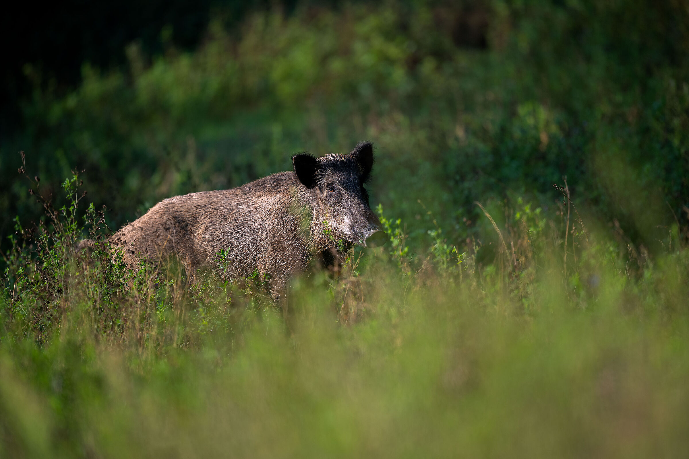 il cinghiale