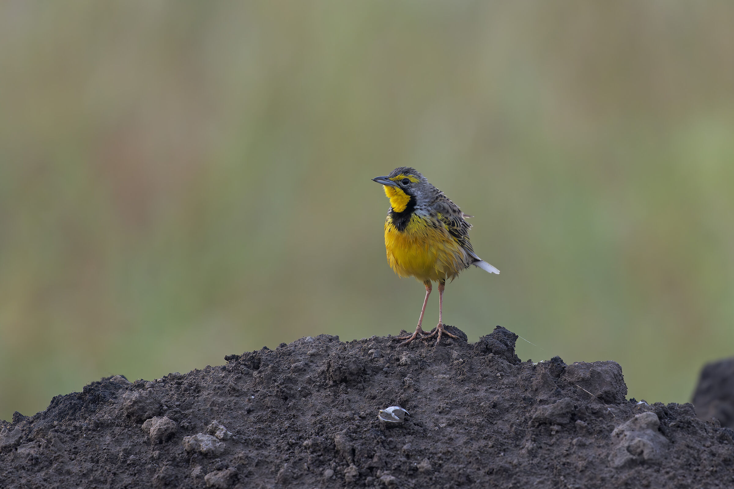 Yellow-throated Longclaw