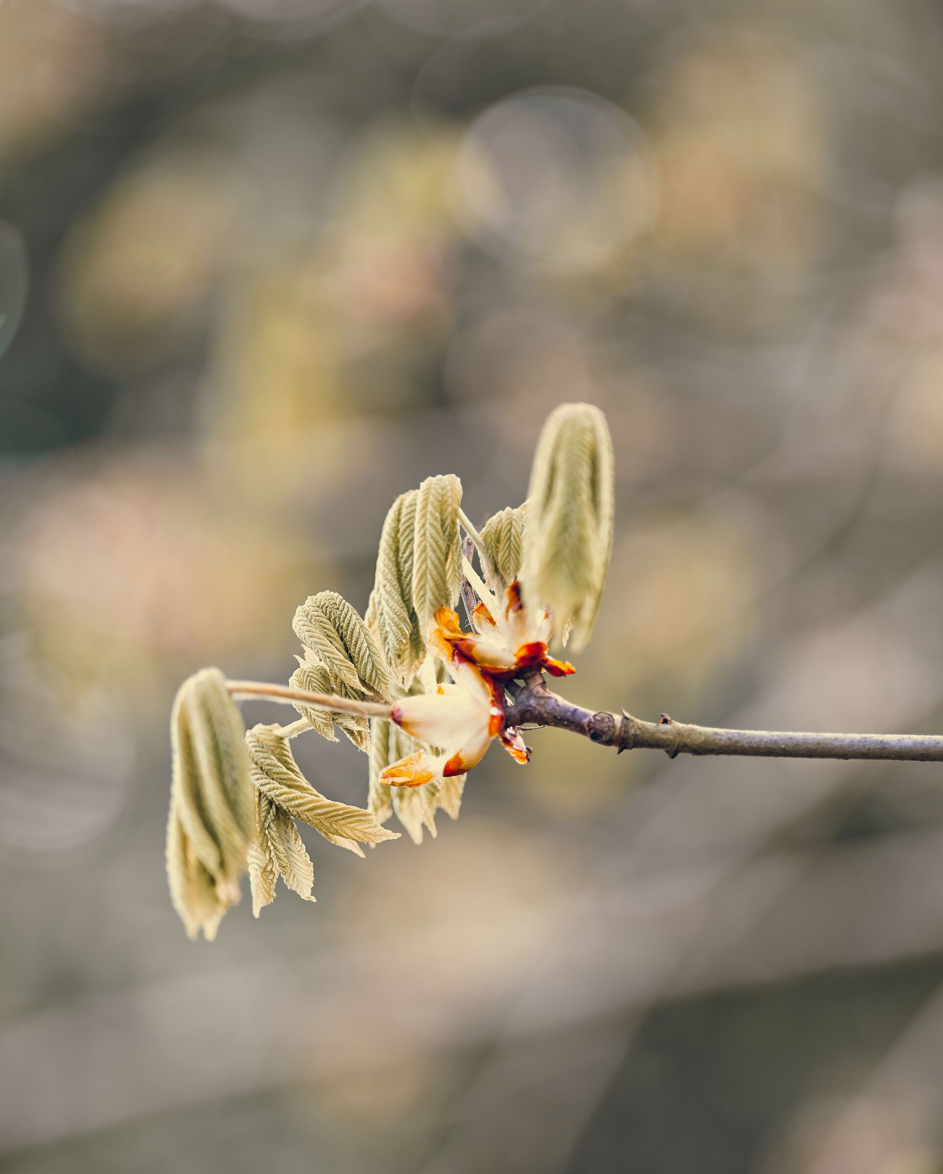 Horse chestnut