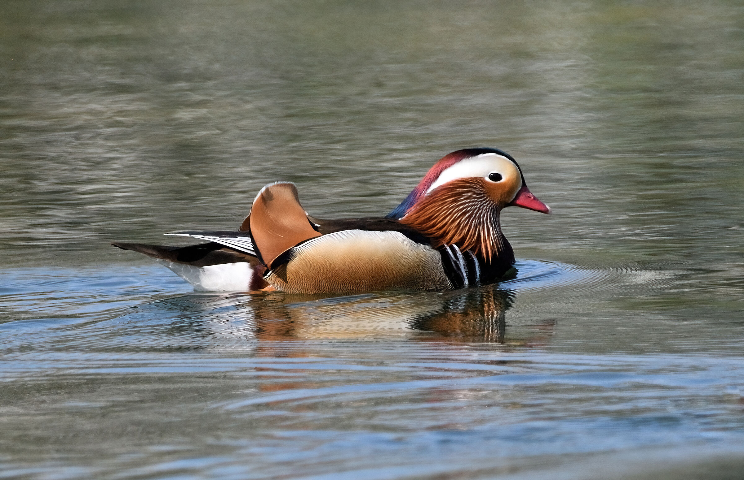 Mandarin Duck