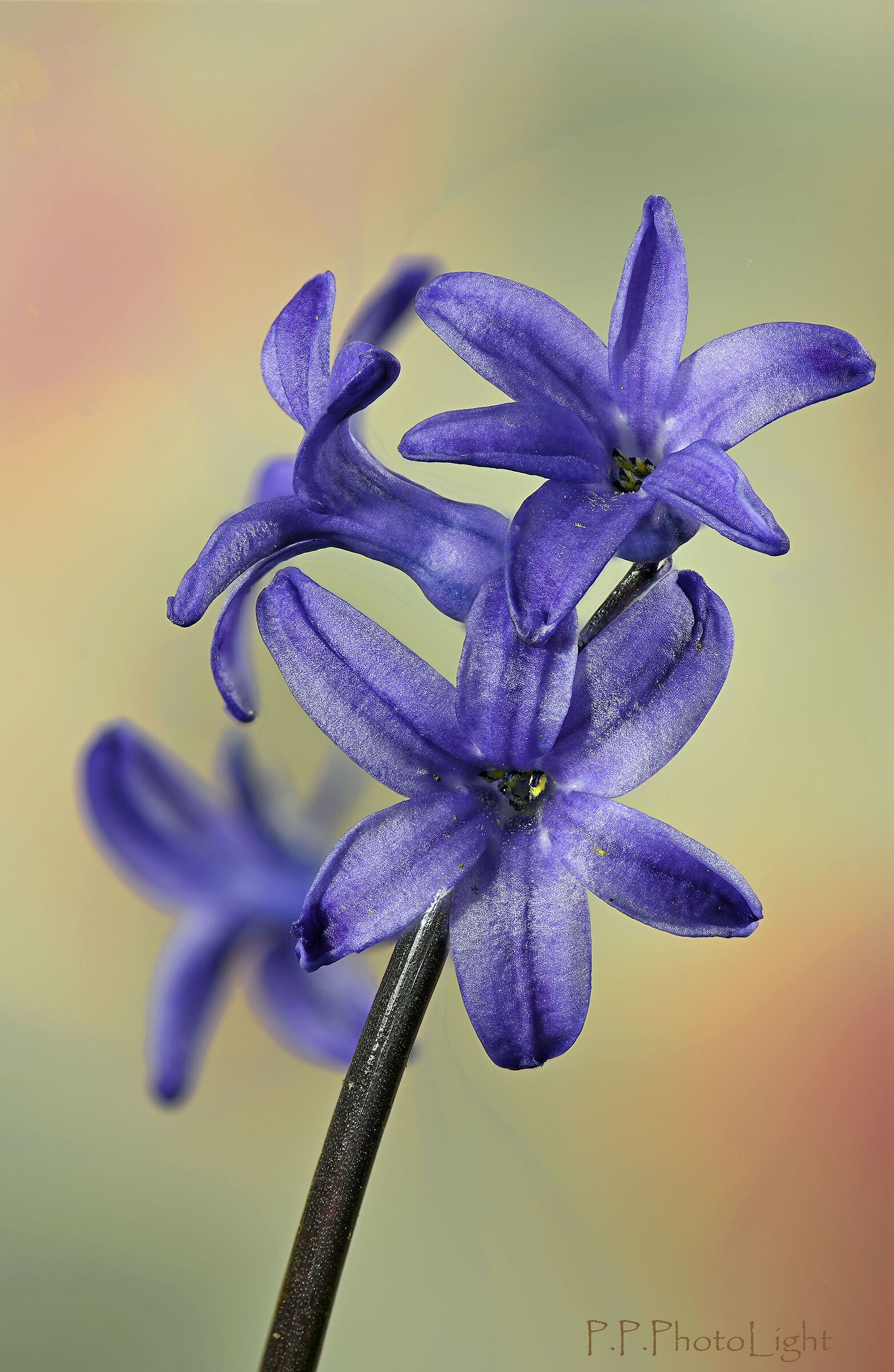 Hyacinth