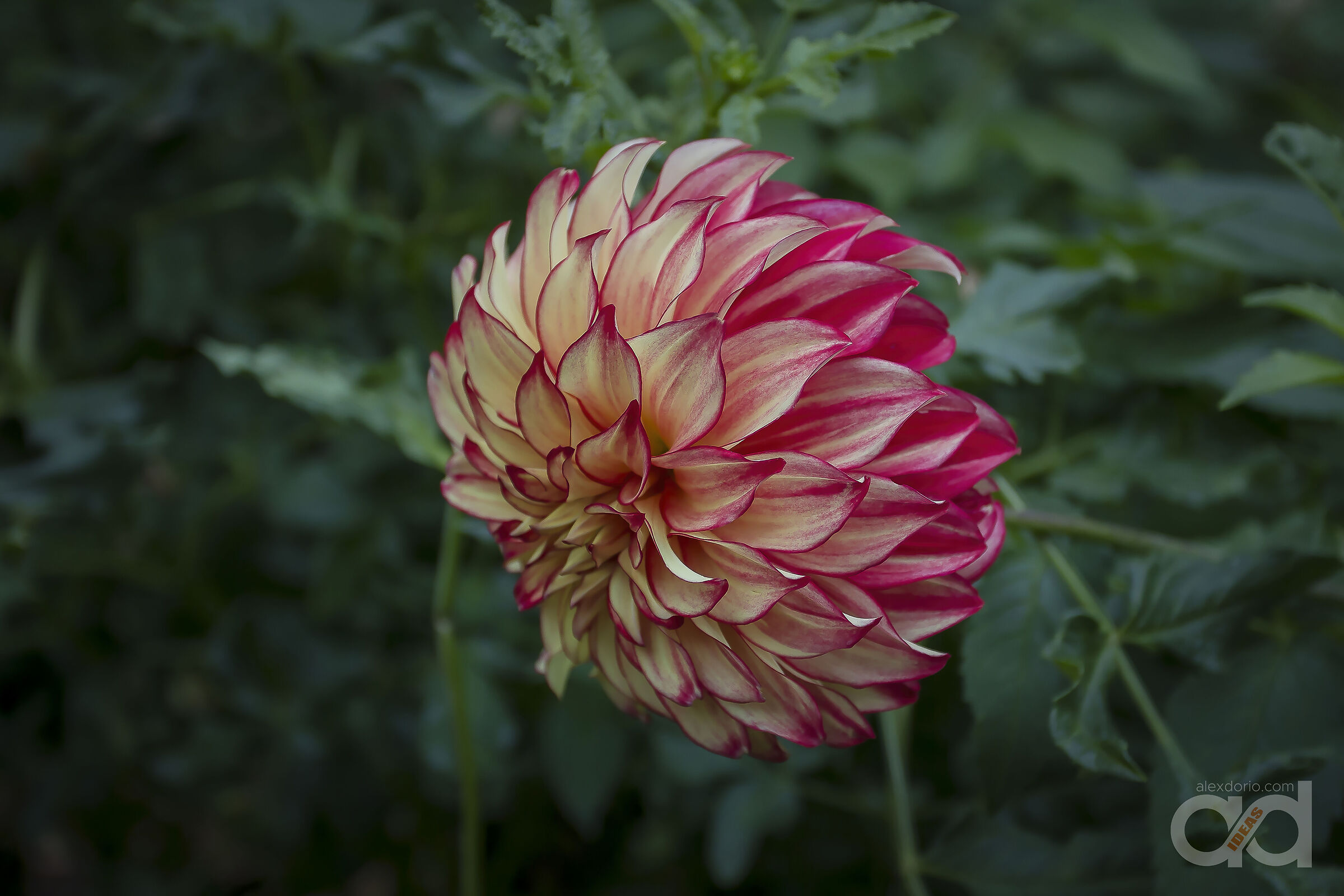 Dalia Lady Darlene