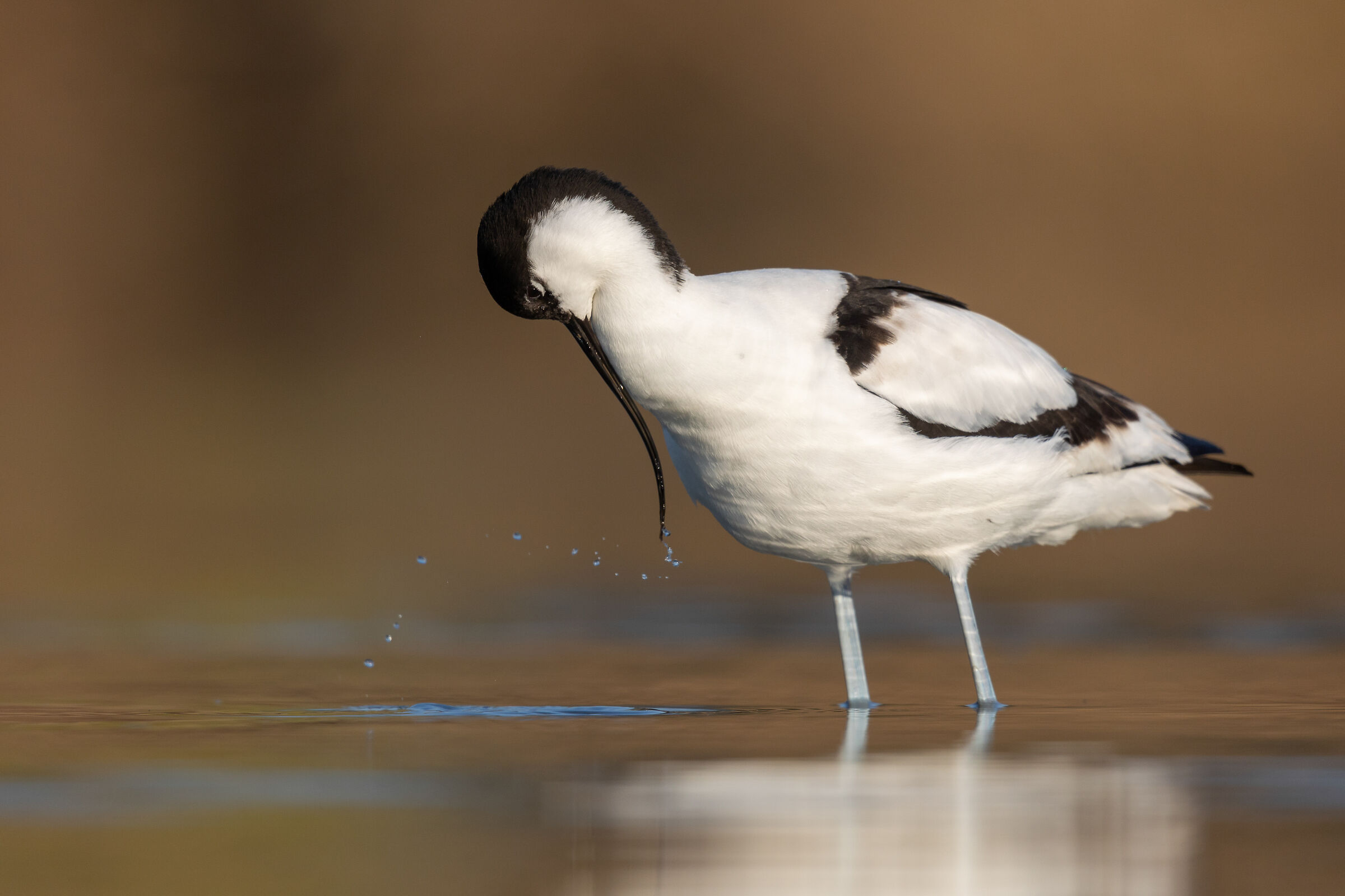 Avocetta