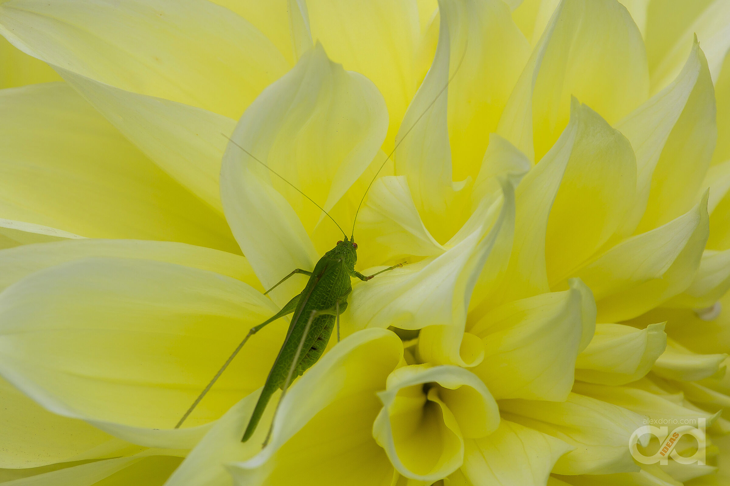 Tettigonia viridissima