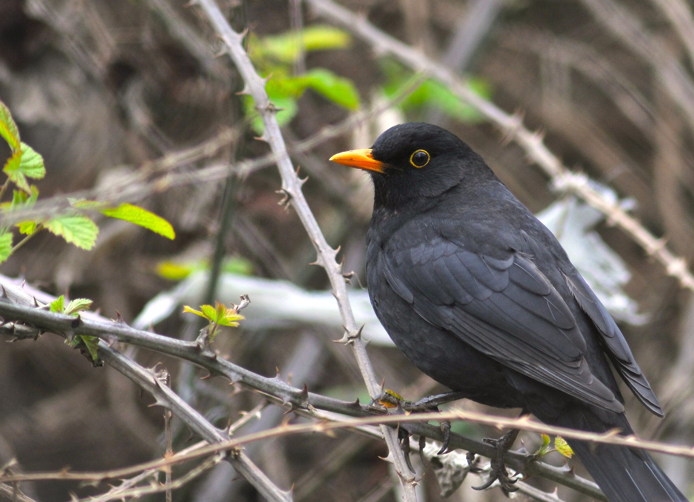 Blackbird